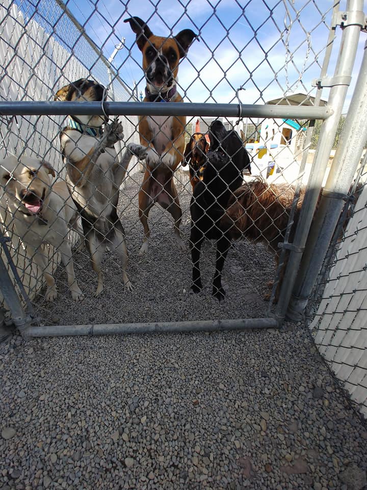 Oxford Kennel - Dogs