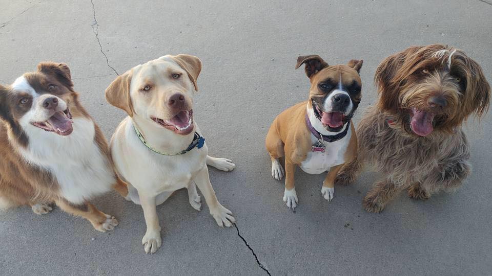 Oxford Kennel - Dogs