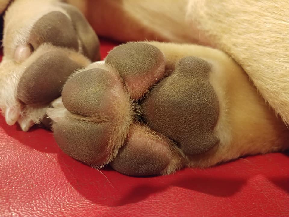 Oxford Kennel - Dog Paw