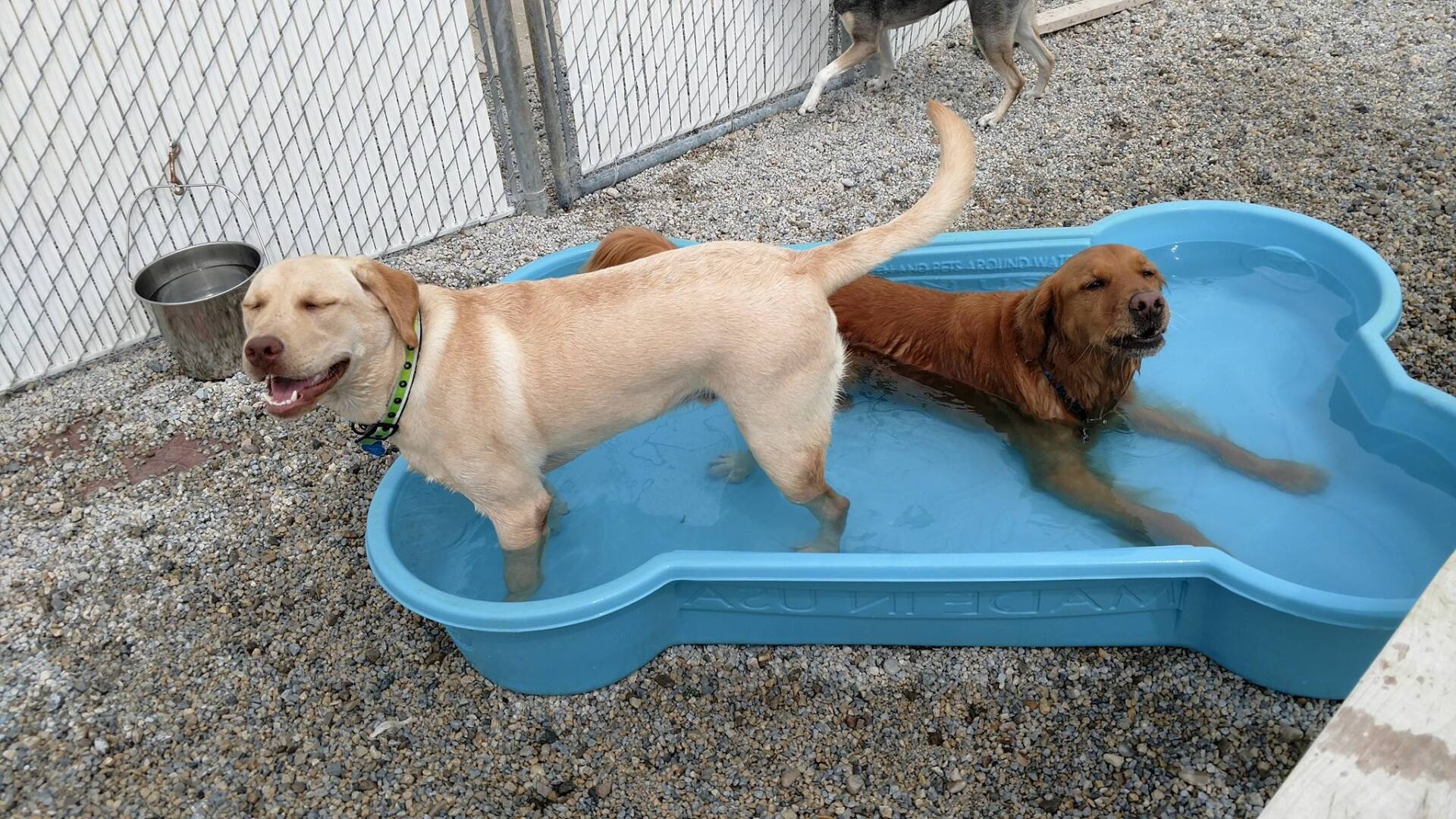 Oxford Kennel - Dogs