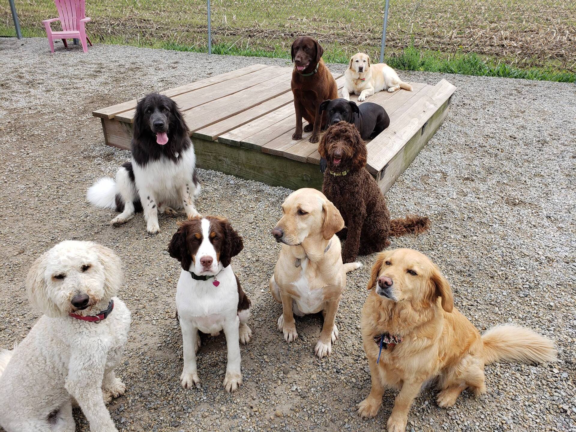 Oxford Kennel - Dogs