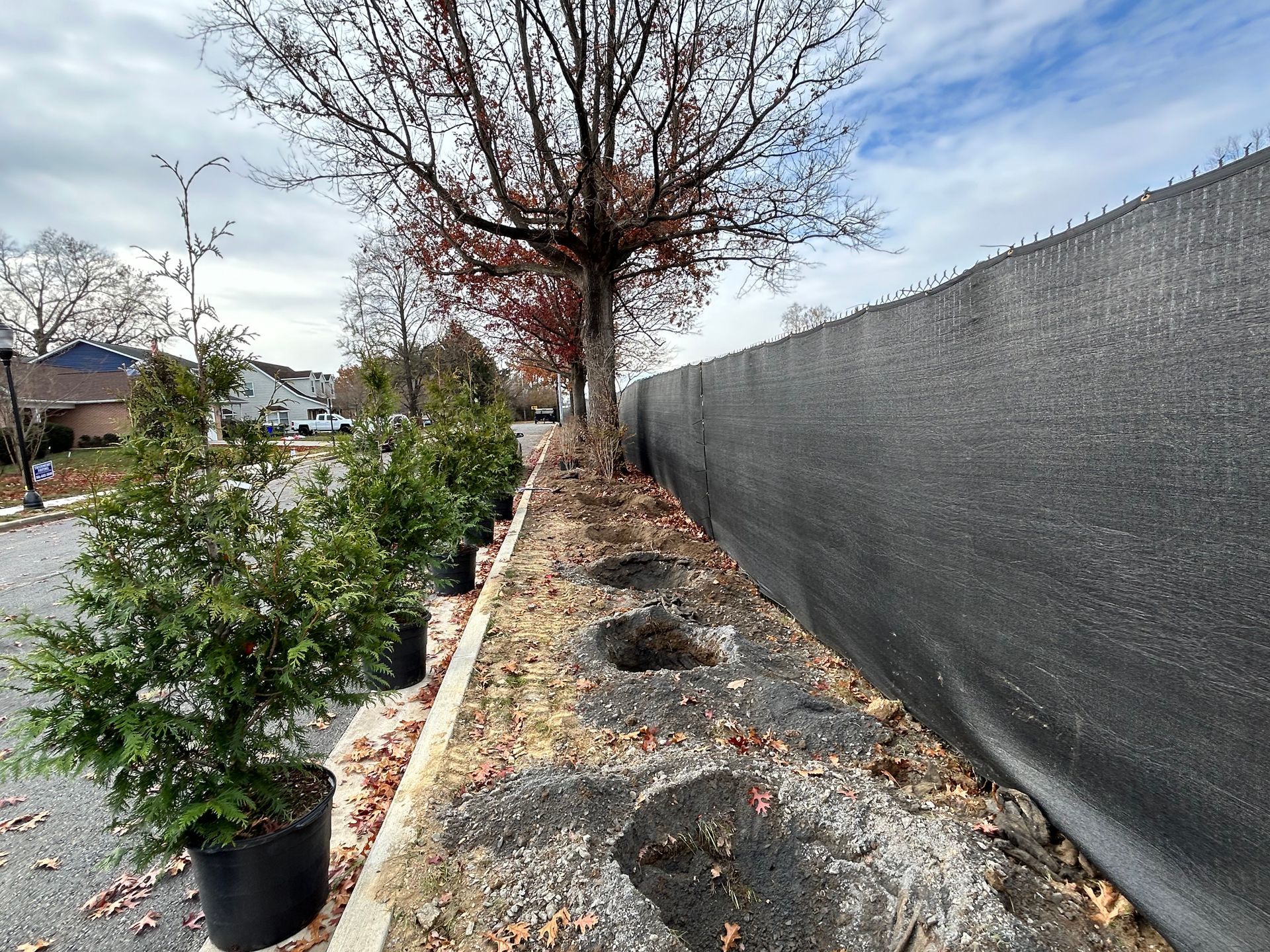 A row of potted evergreen trees stands beside a paved path and a black privacy fence on a cloudy day.