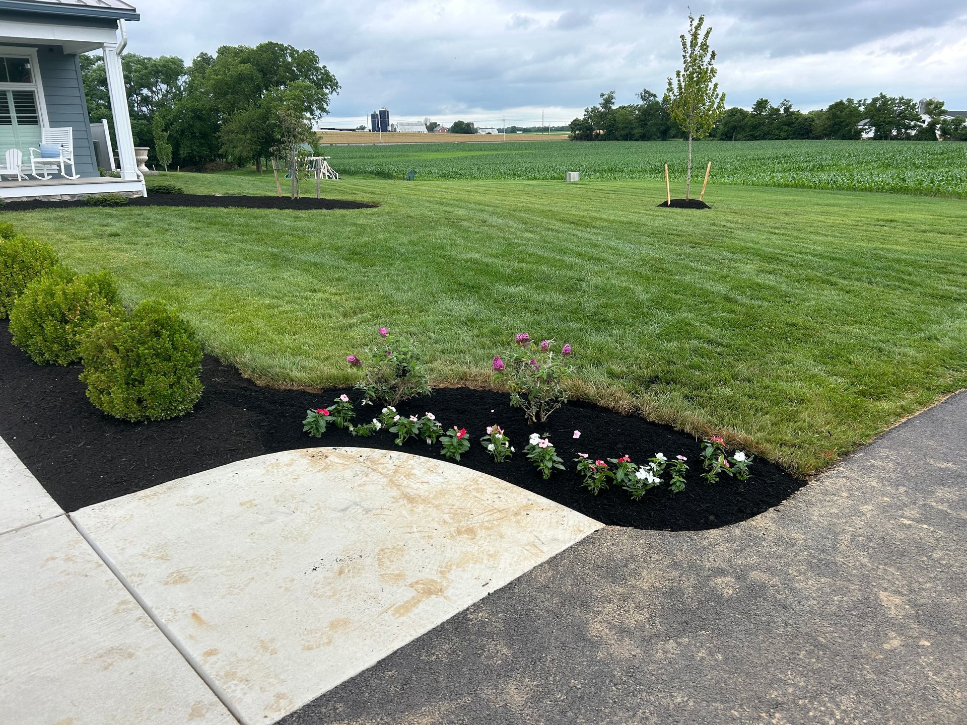 A freshly landscaped yard with a concrete walkway, dark mulch beds, small flowering plants, and green lawn.