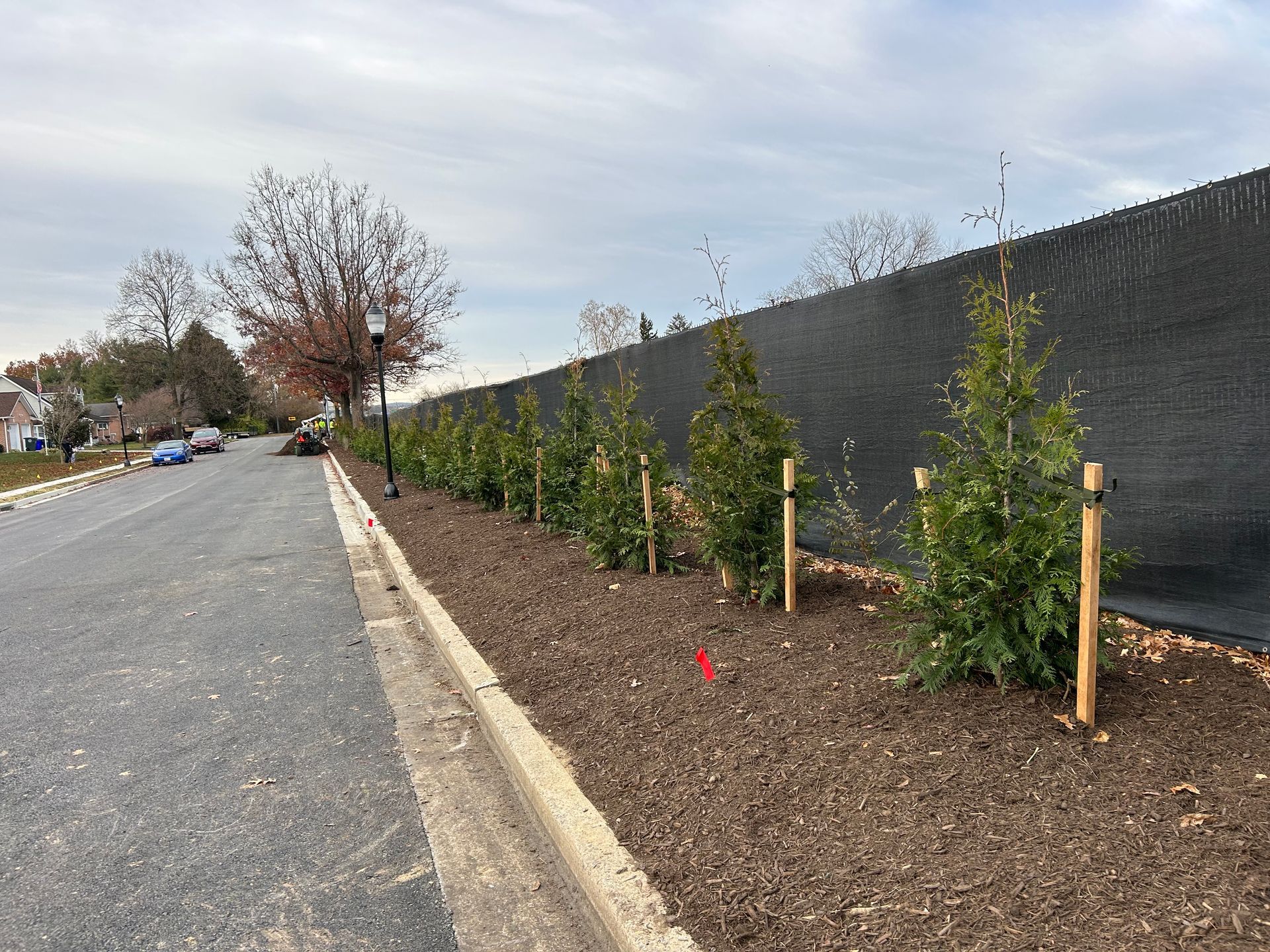 A line of small evergreen trees staked in a mulched roadside planter beside a tall black privacy fence.