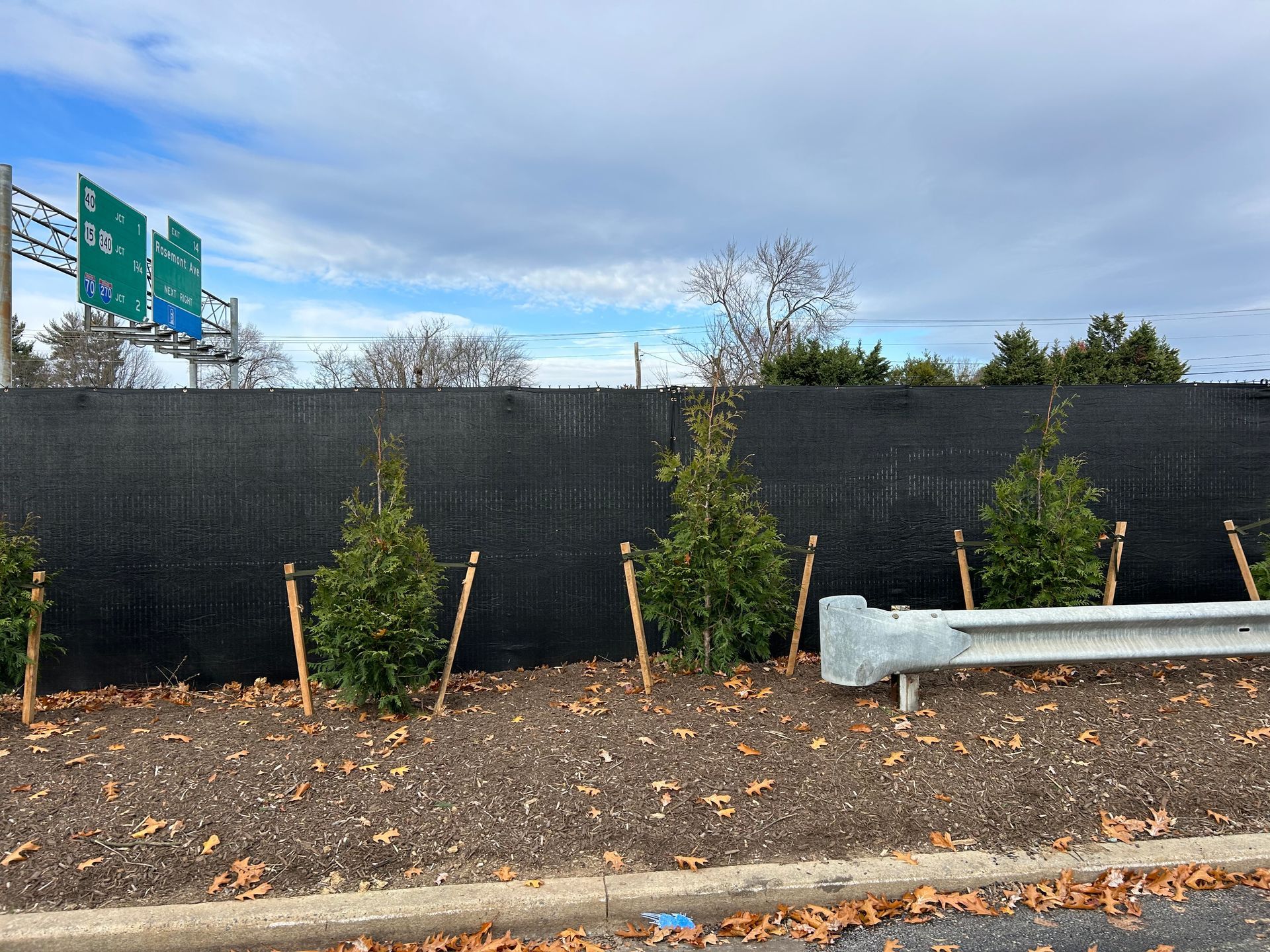 Young trees planted in mulch in front of a tall, black privacy fence beside a highway guardrail.