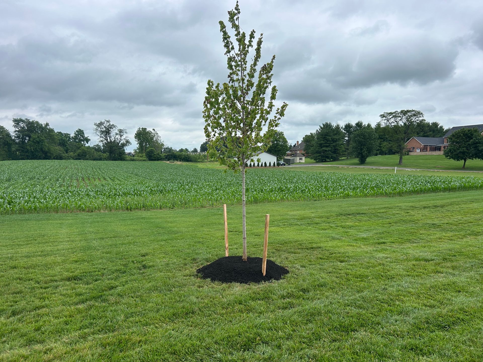 A newly planted young tree with support stakes and mulch, standing in the center of a grassy field near a farm.