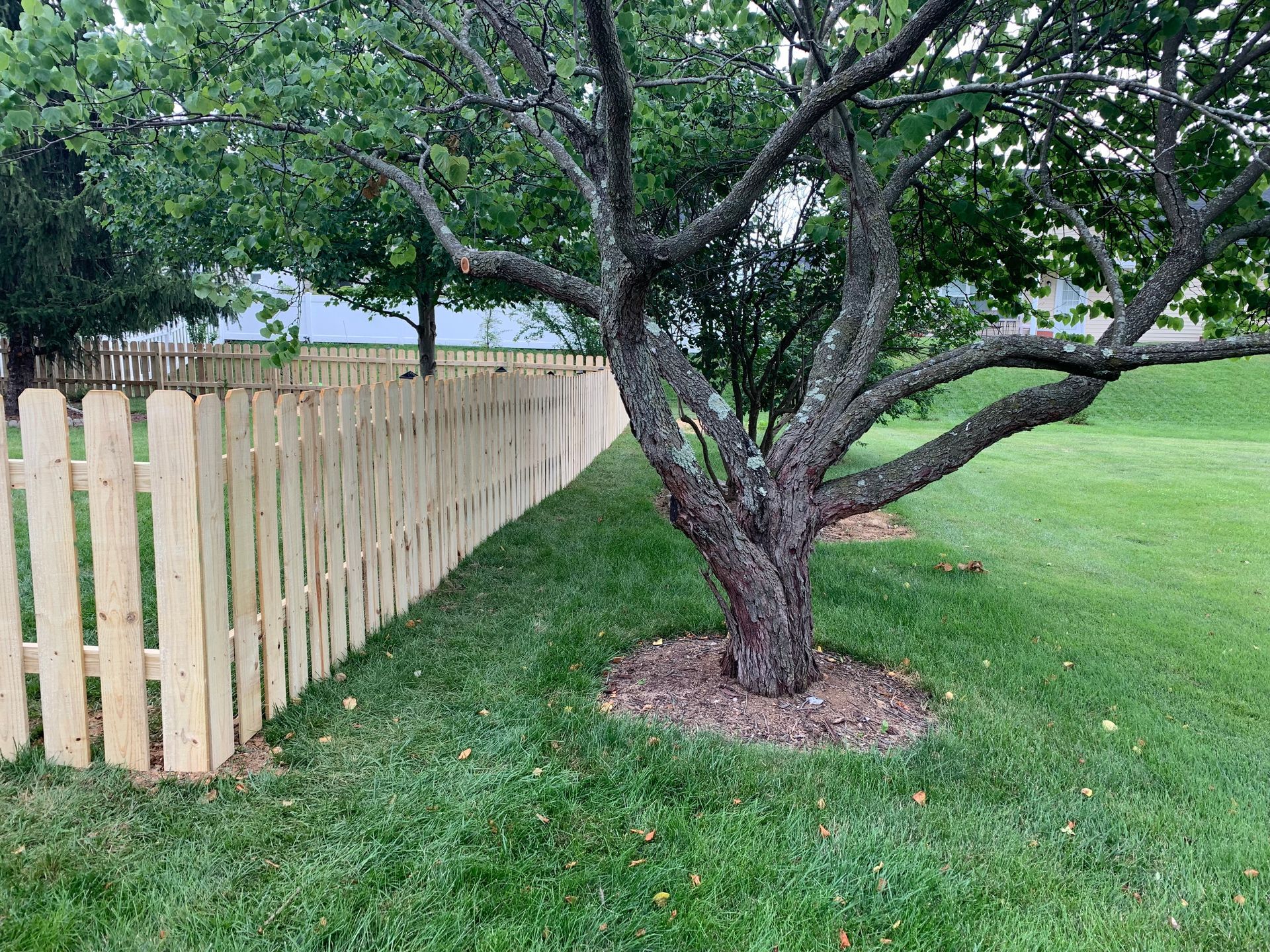 A wooden picket fence stretches across a green lawn next to a tree with a mulch ring around its base.