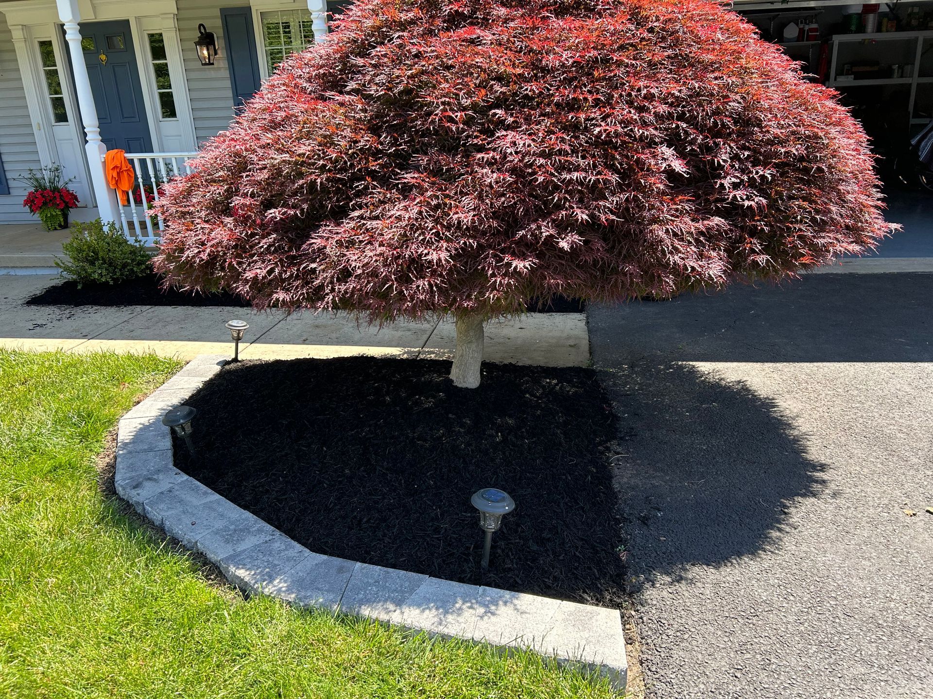 A red-leafed Japanese maple tree sits in a triangular mulch bed bordered by light-colored stone pavers.