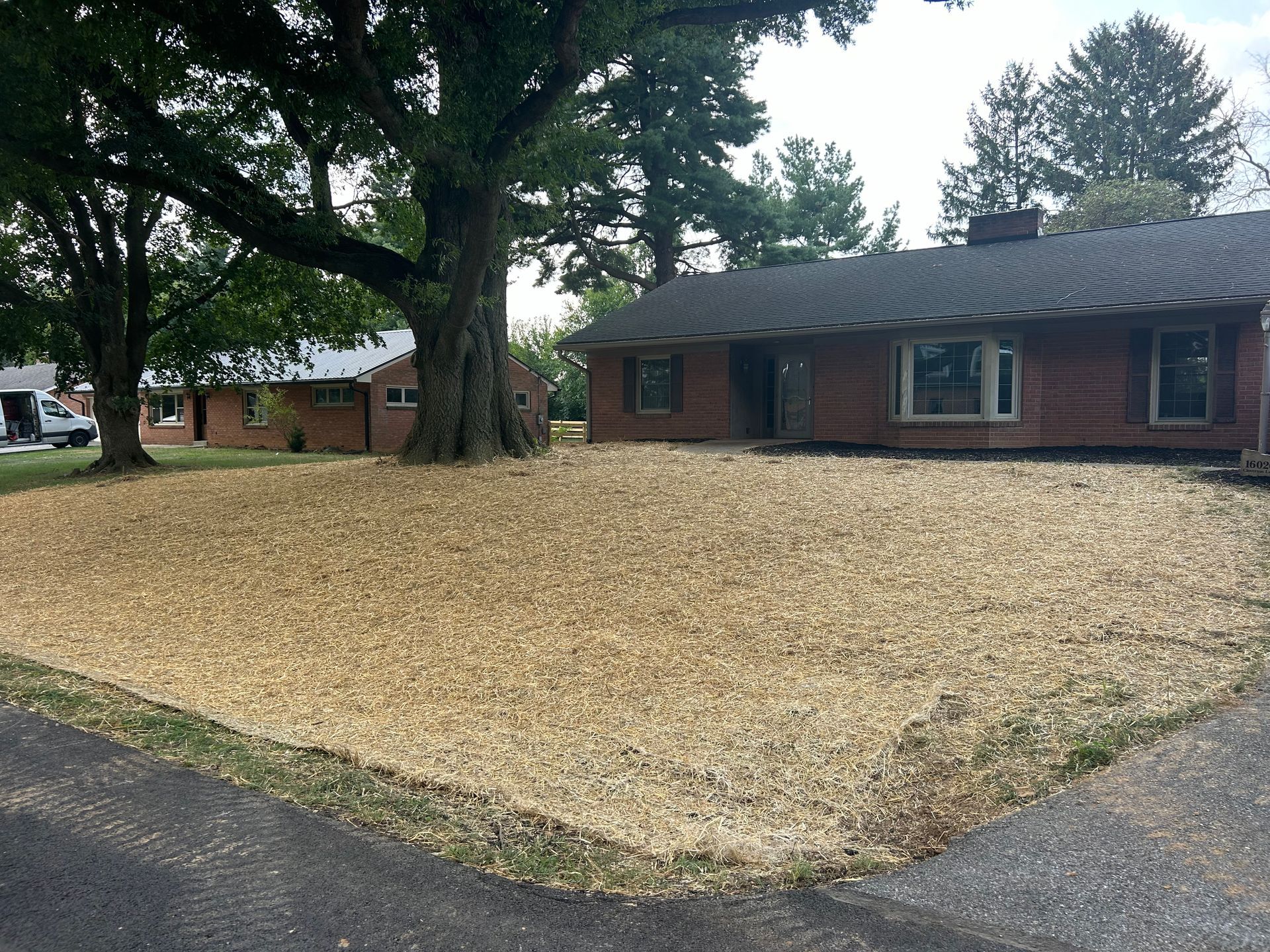 A yard covered in light-colored straw mulch with a large tree in the center, in front of a brick house.