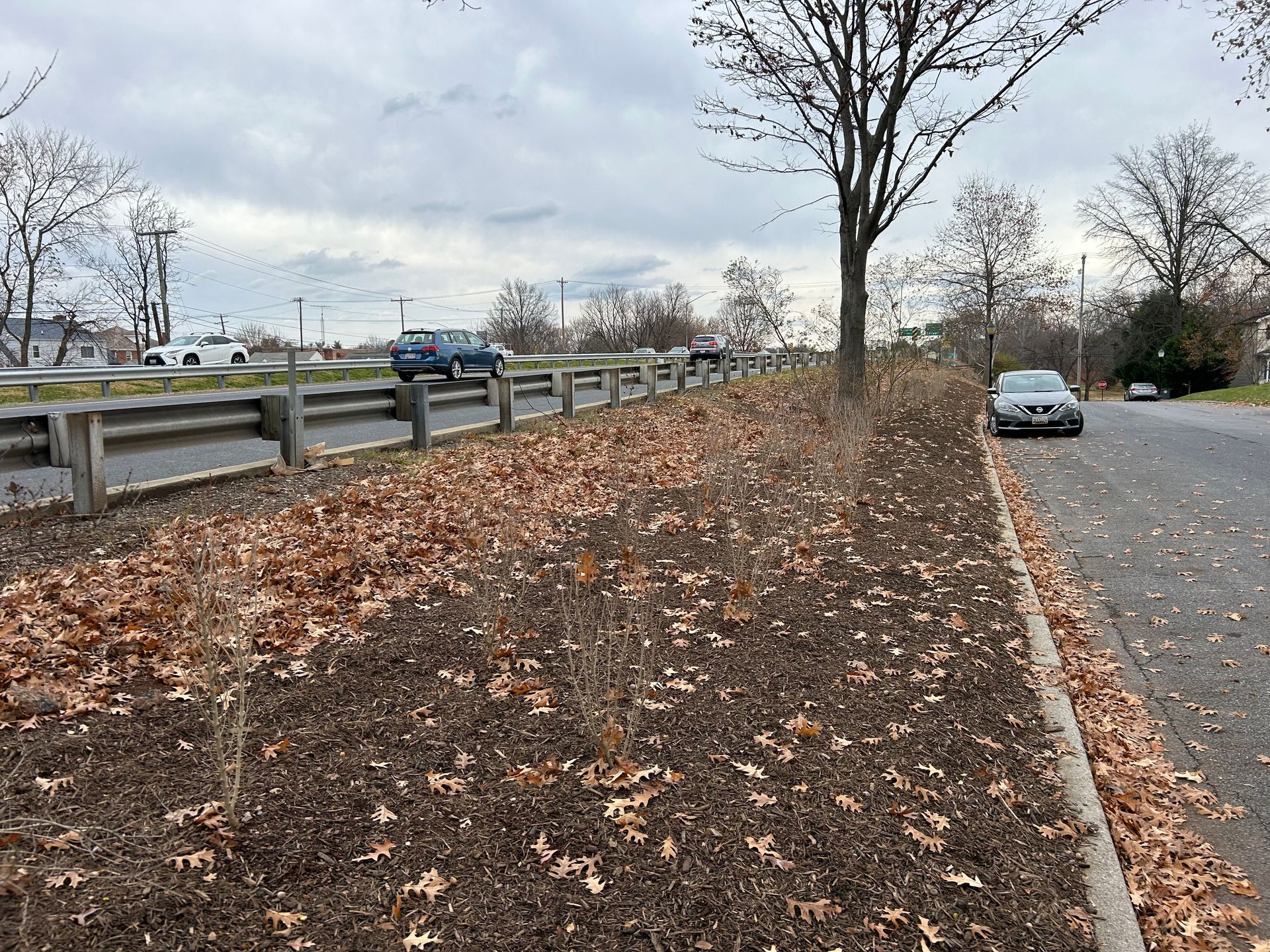 A view of a road median with mulch and scattered dry leaves next to a roadway with traffic and a parked car.