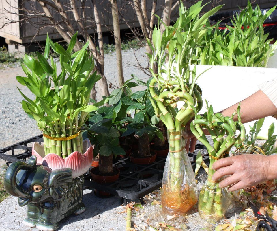 Plant products
