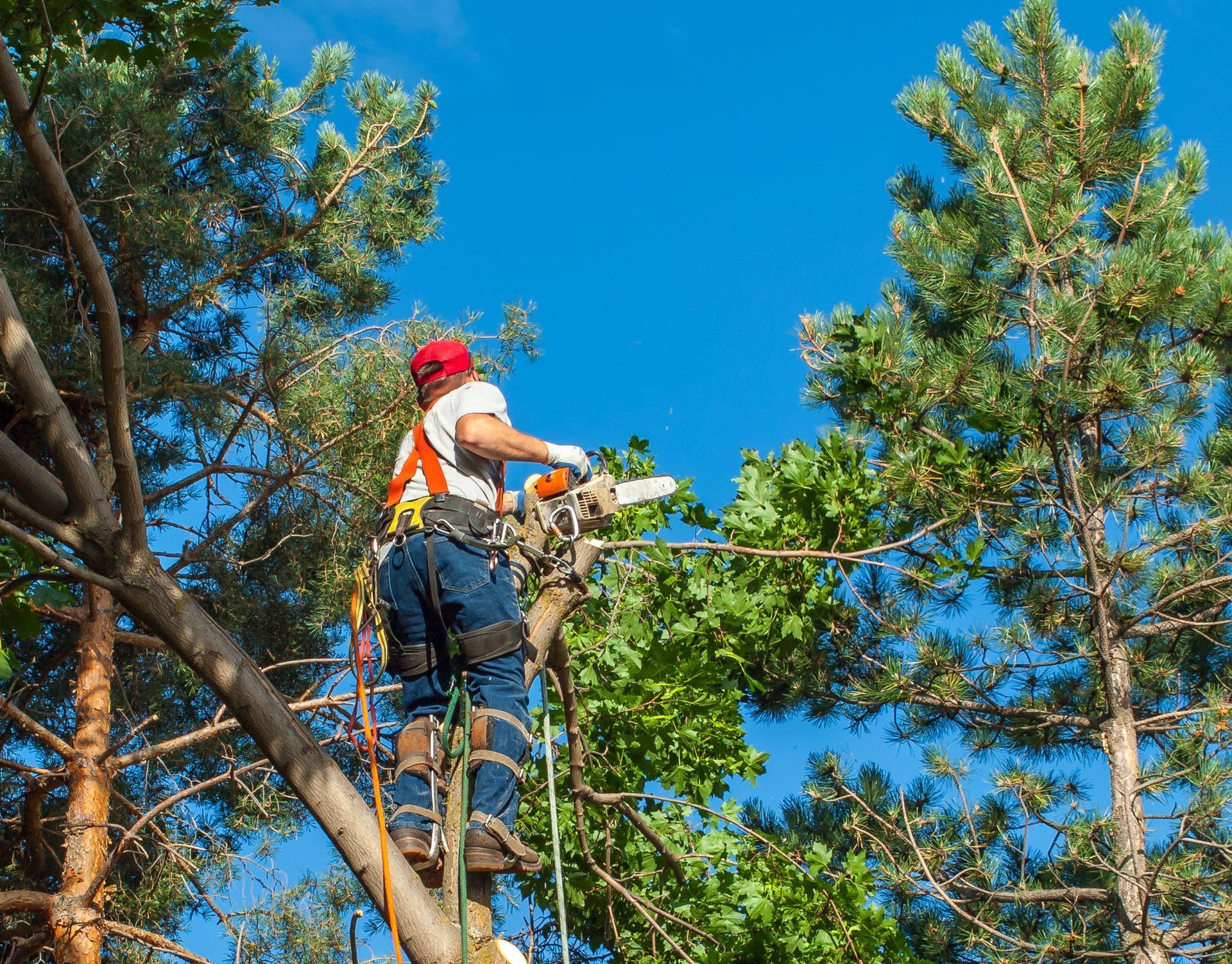 A man is cutting a tree branch with a chainsaw.