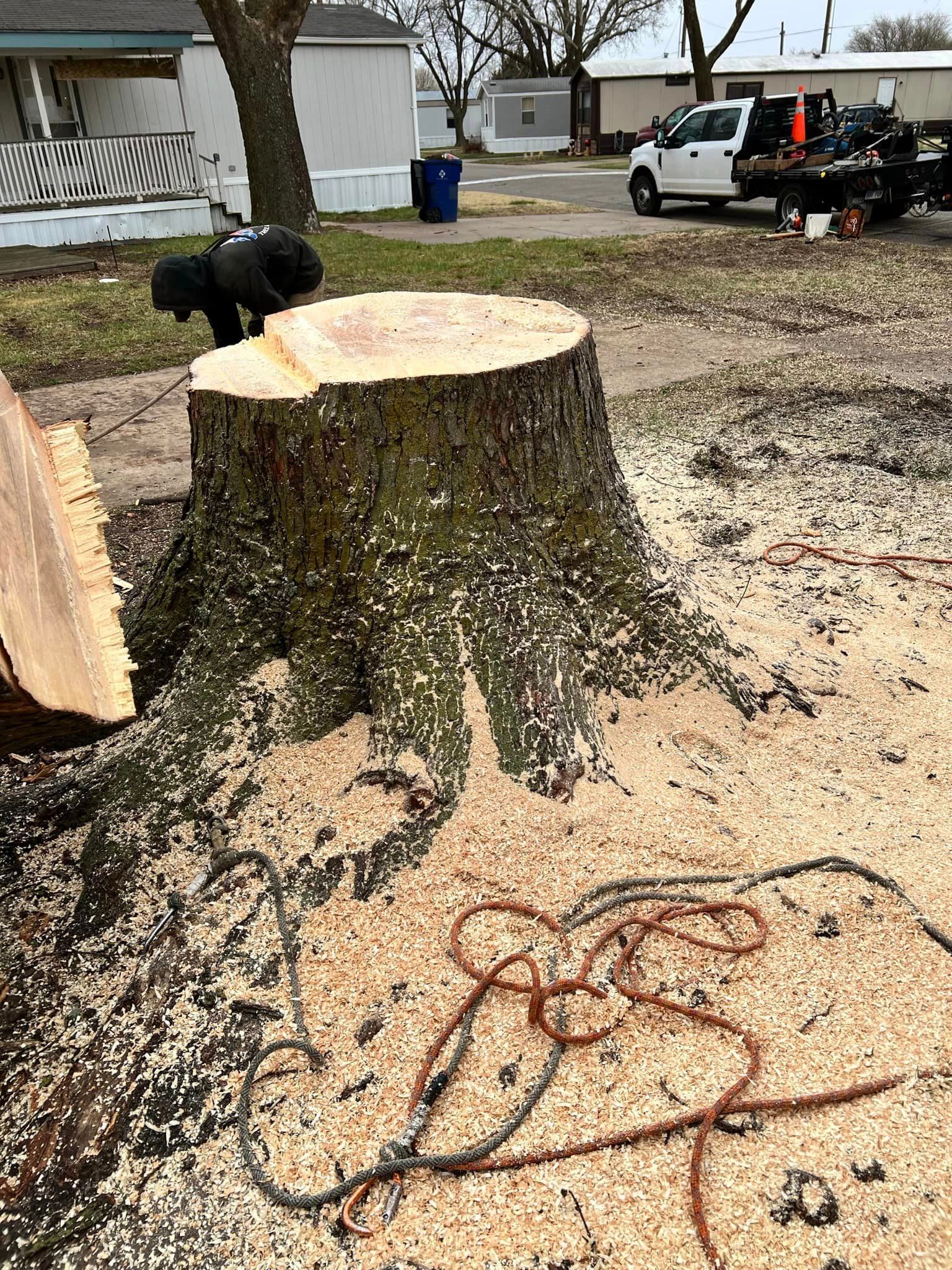 A large tree stump is being removed from the ground.