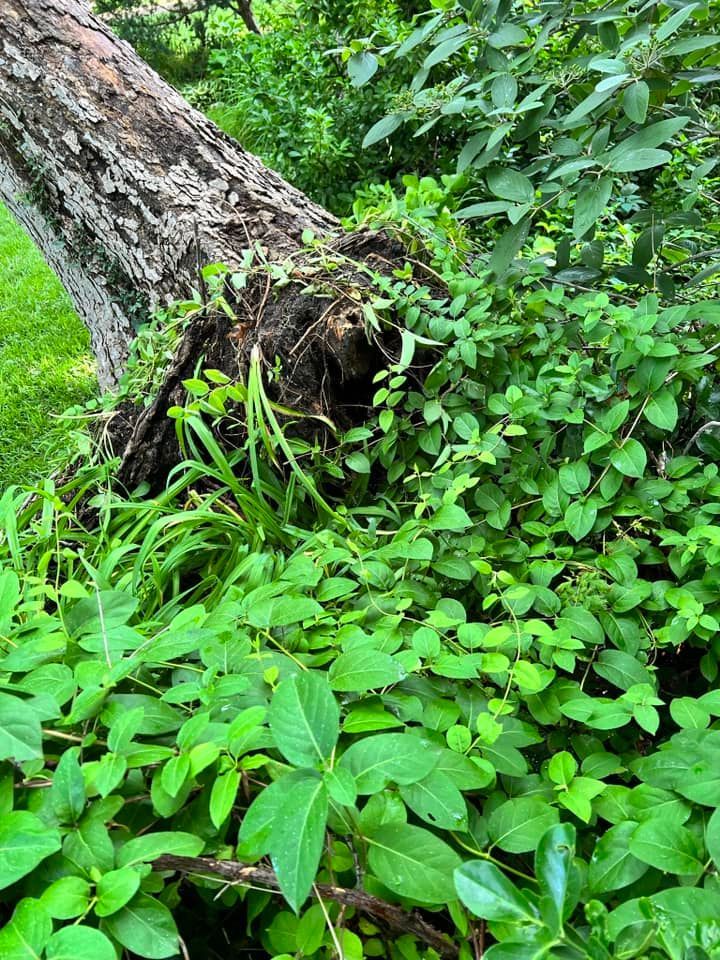 A tree trunk is surrounded by lots of green plants.