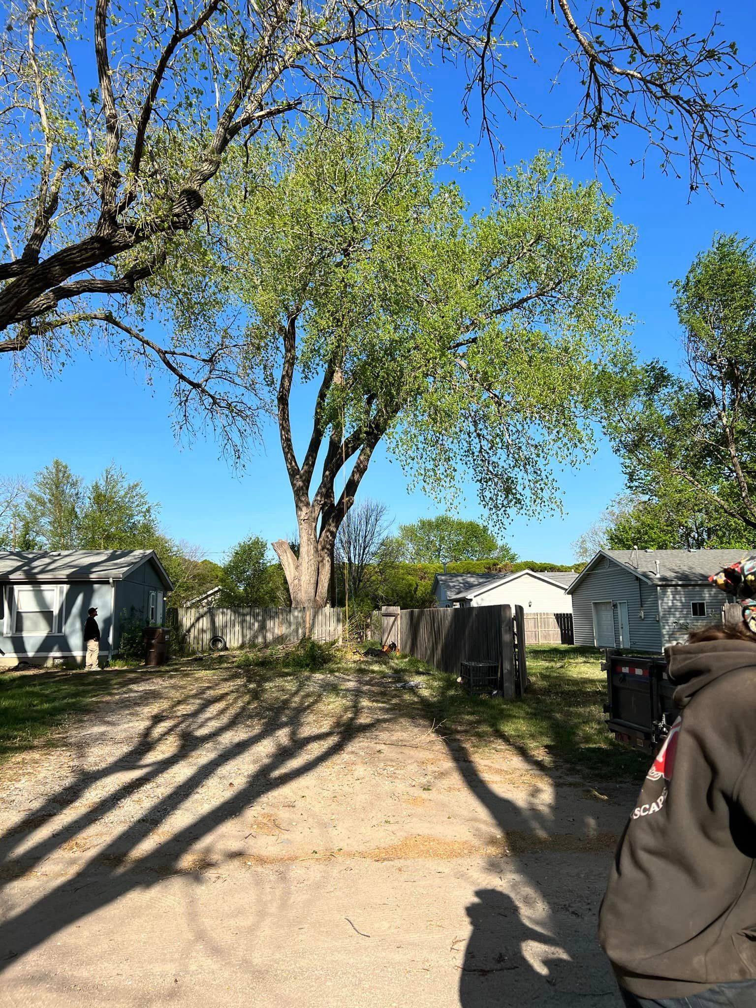 A person is standing in front of a tree with a blue sky in the background.