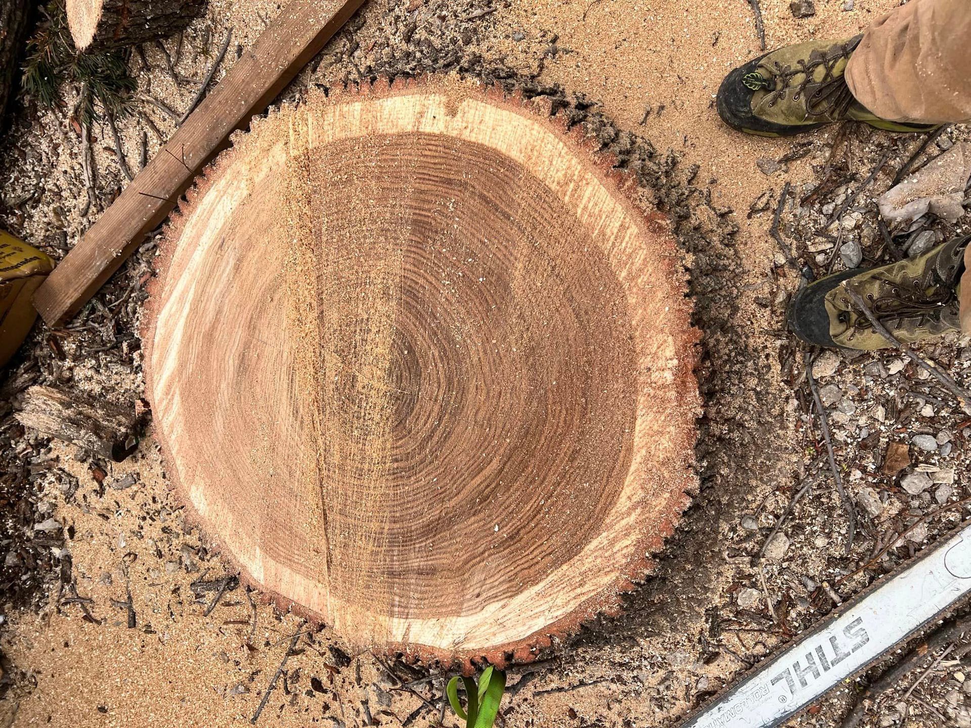 A person is cutting a tree stump with a chainsaw.