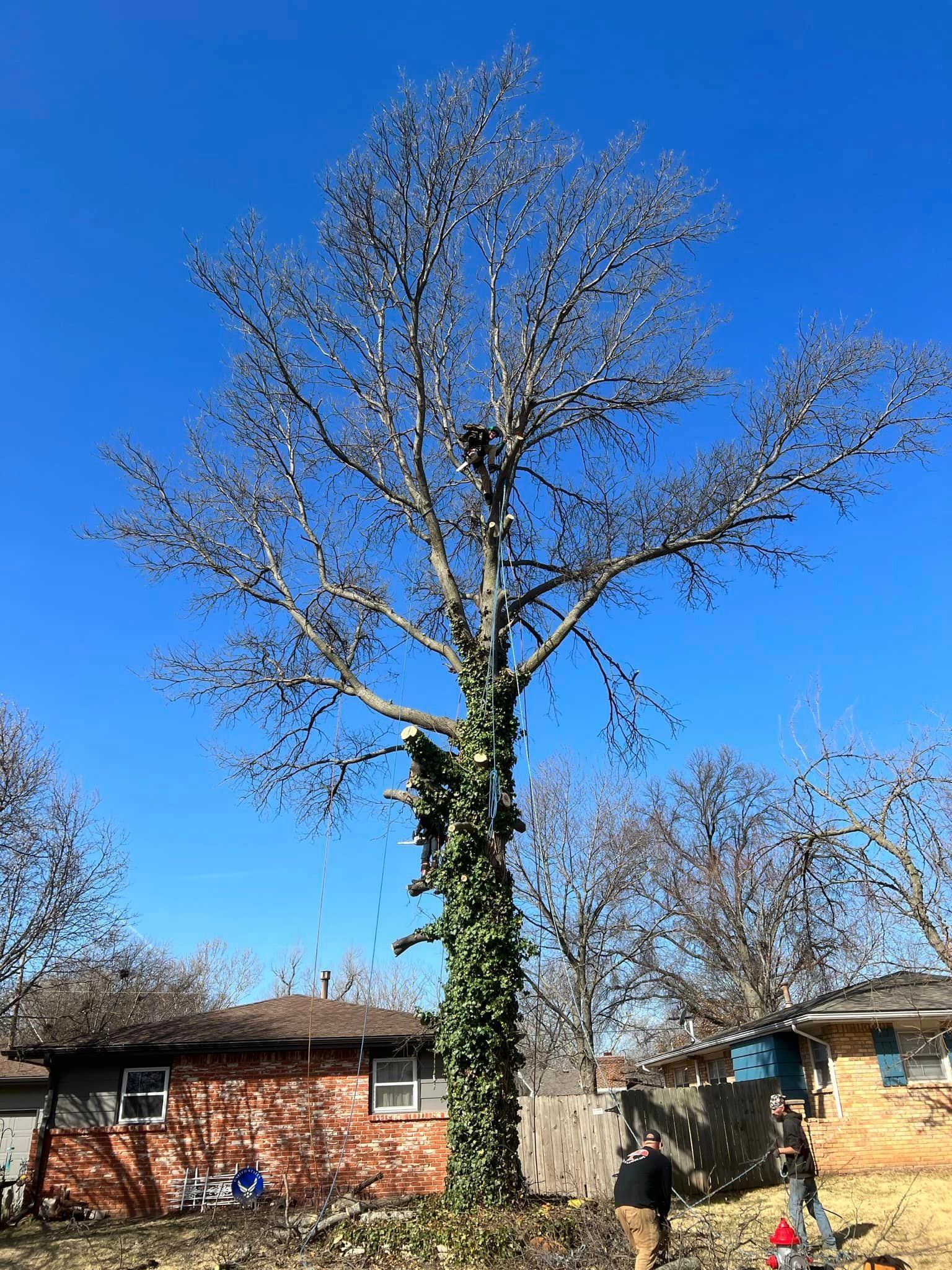 A man is climbing a tree in front of a house.