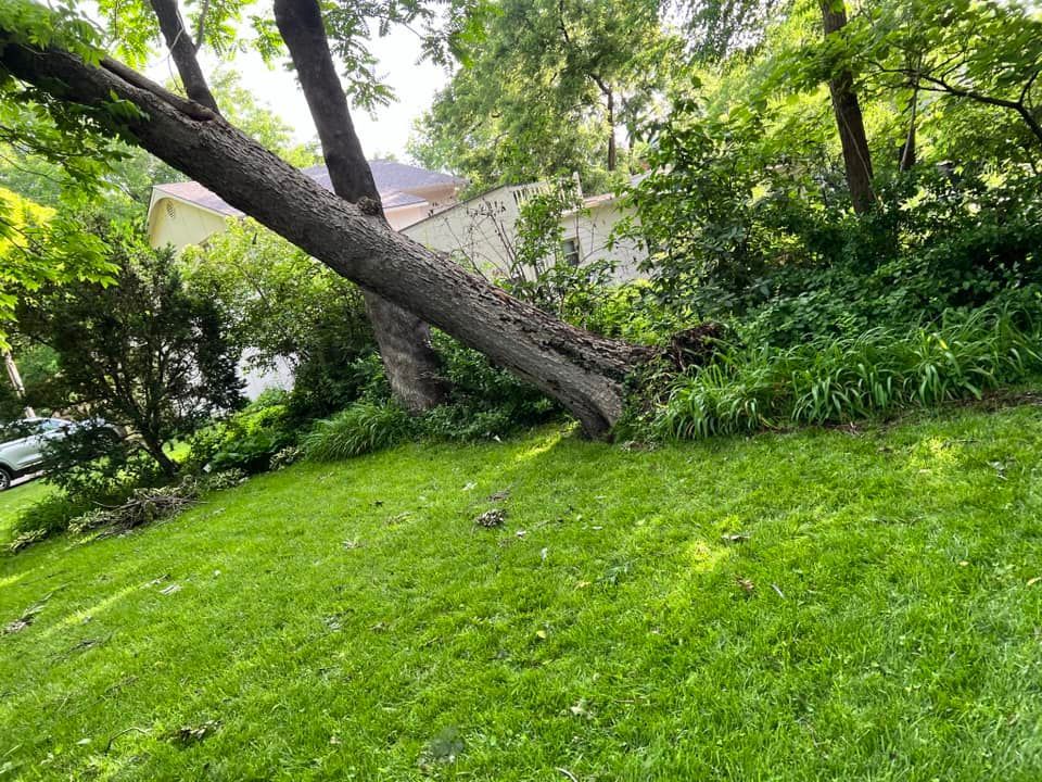 A tree that has fallen on top of a lush green lawn.