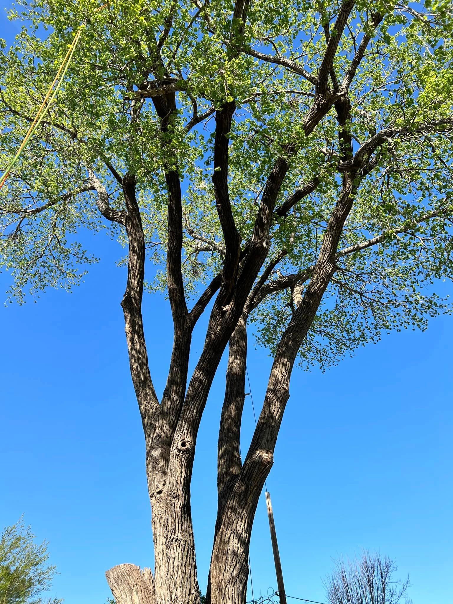A tree with lots of branches and leaves against a blue sky