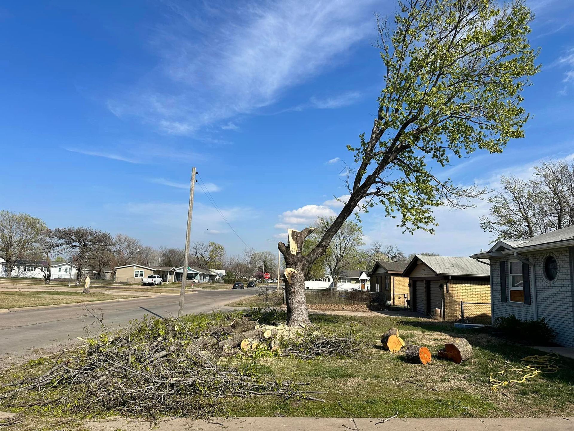 A tree is sitting in the middle of a yard next to a house.