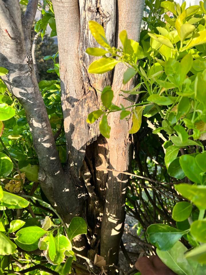 A tree with a hole in the middle of it surrounded by green leaves.