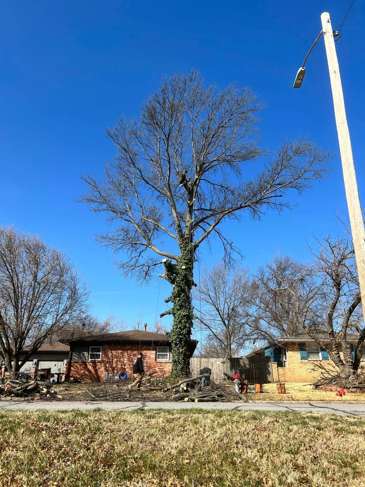A tree is being cut down in front of a house.