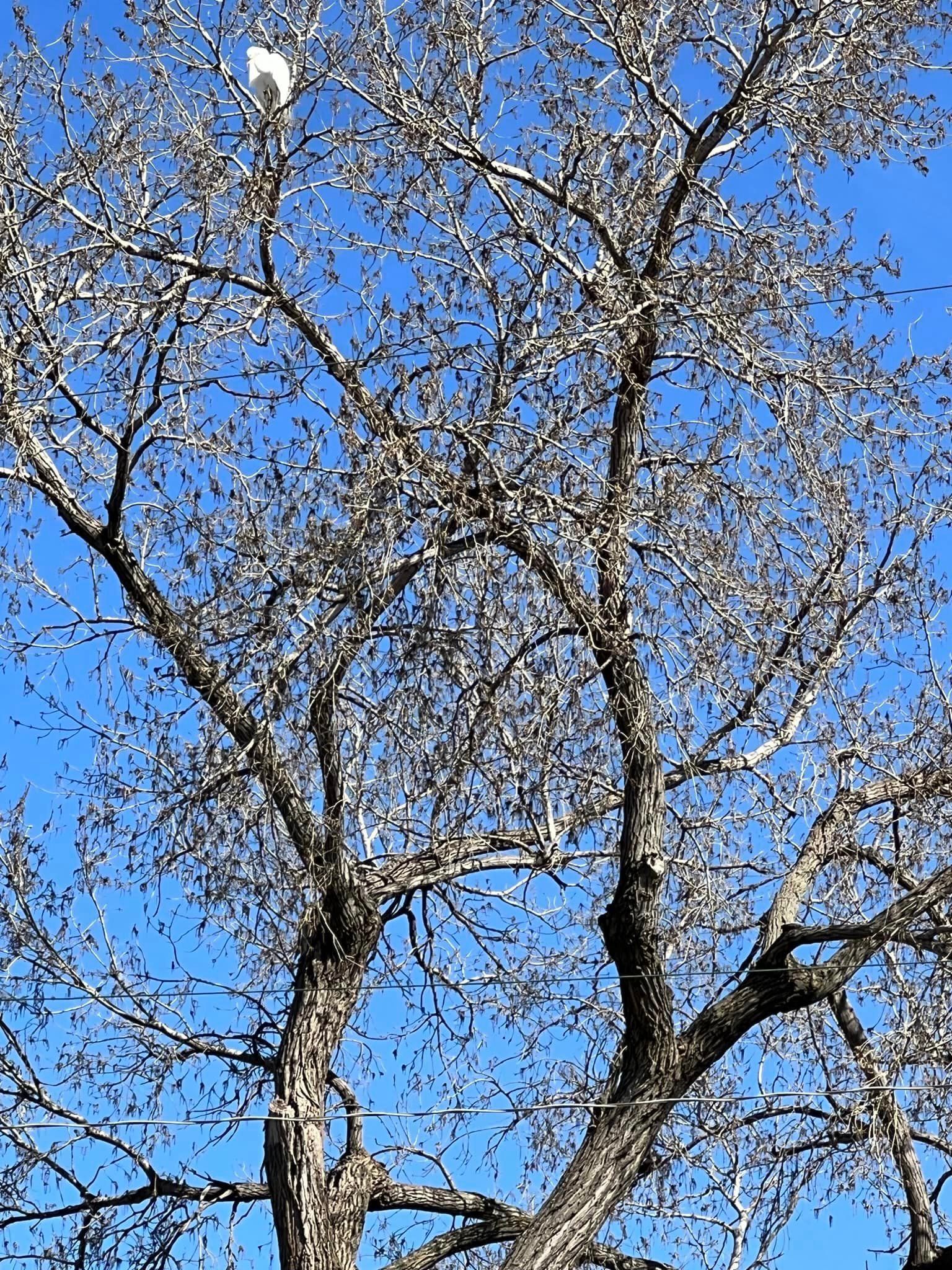 A tree with a blue sky in the background