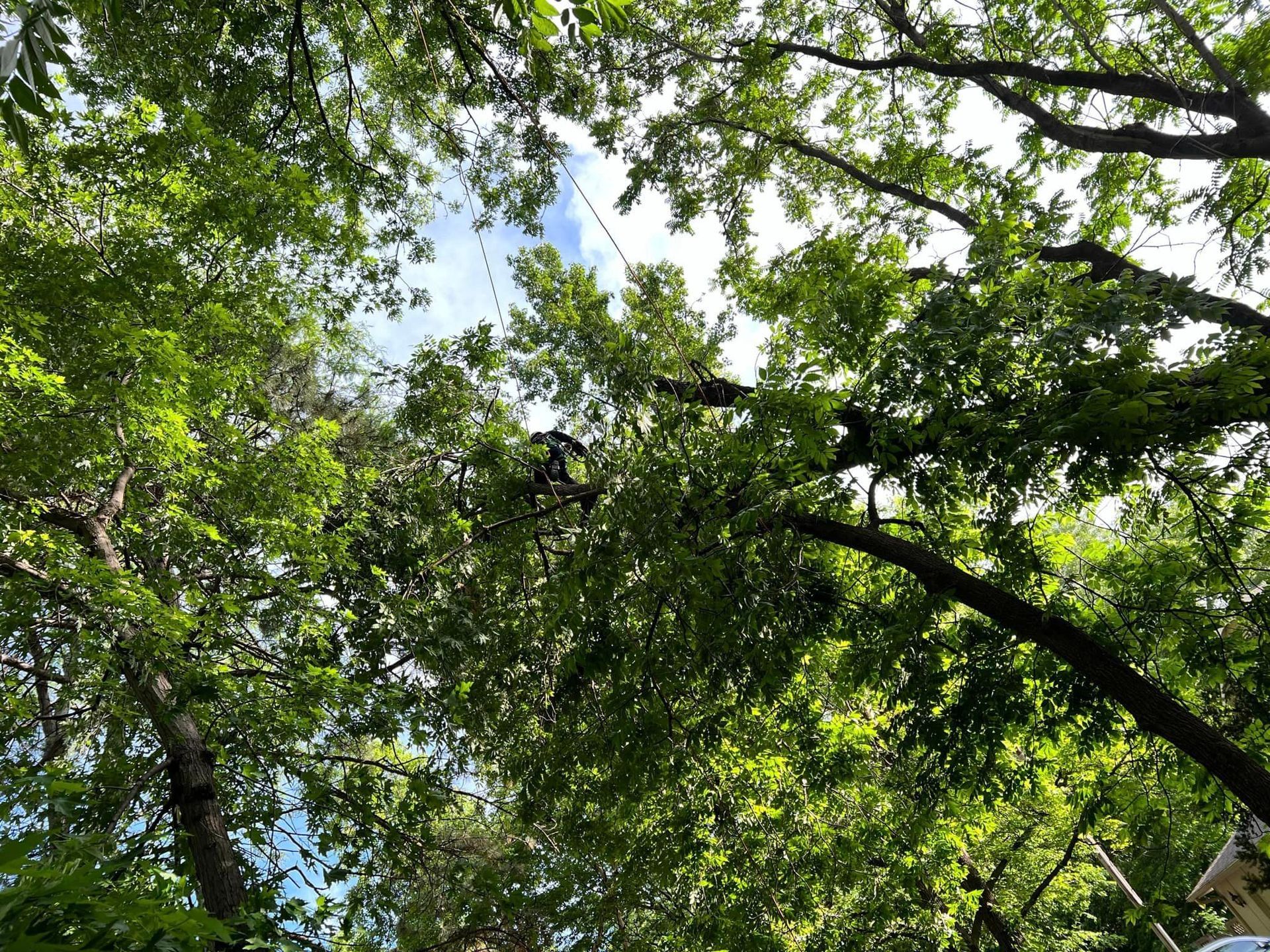 A person is standing in a tree looking up at the sky.