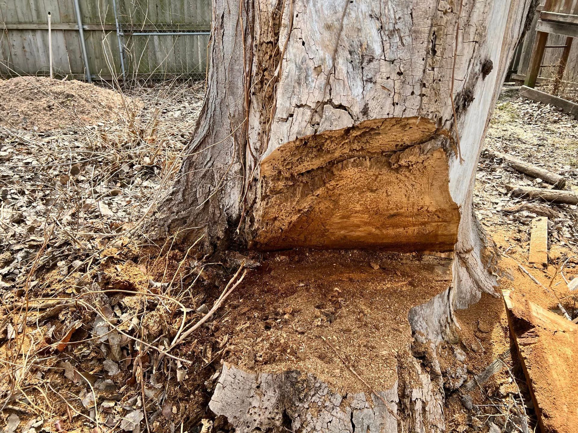 A close up of a tree trunk with a hole in it.