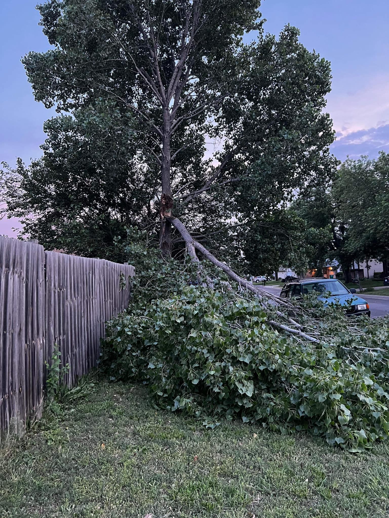 A tree that has fallen on top of a wooden fence.