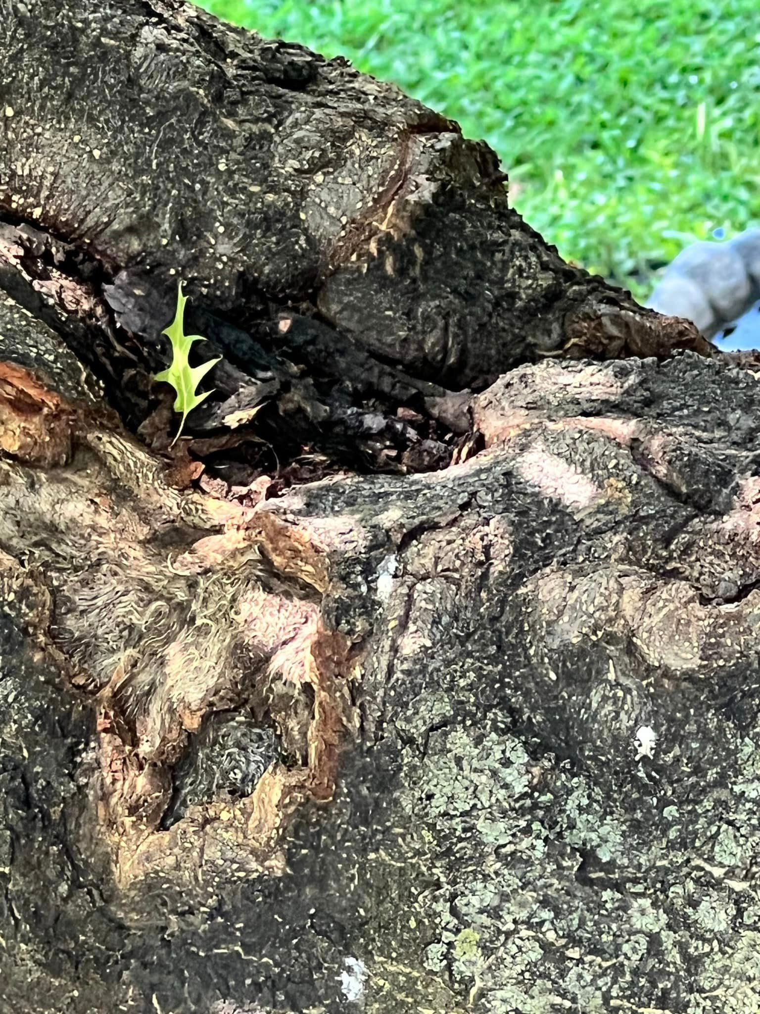 A small plant is growing out of a tree stump.