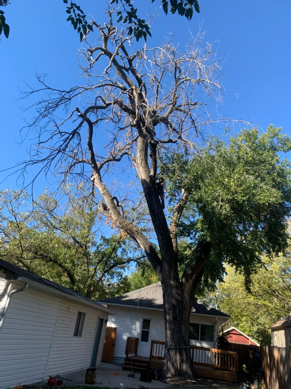 A large tree in front of a house with a blue sky in the background.