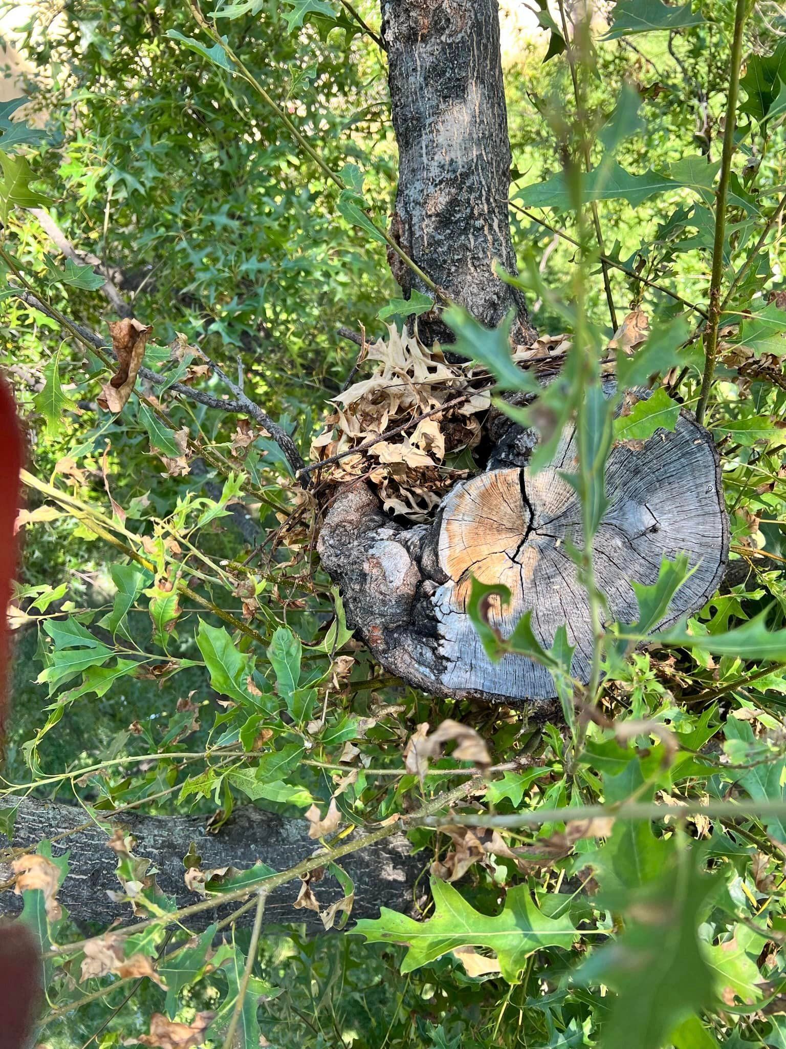 A tree with a hole in it is surrounded by trees and leaves.
