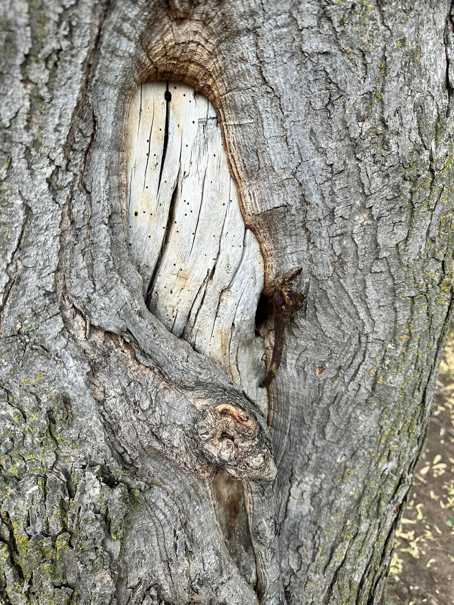 A close up of a tree trunk with a hole in it.