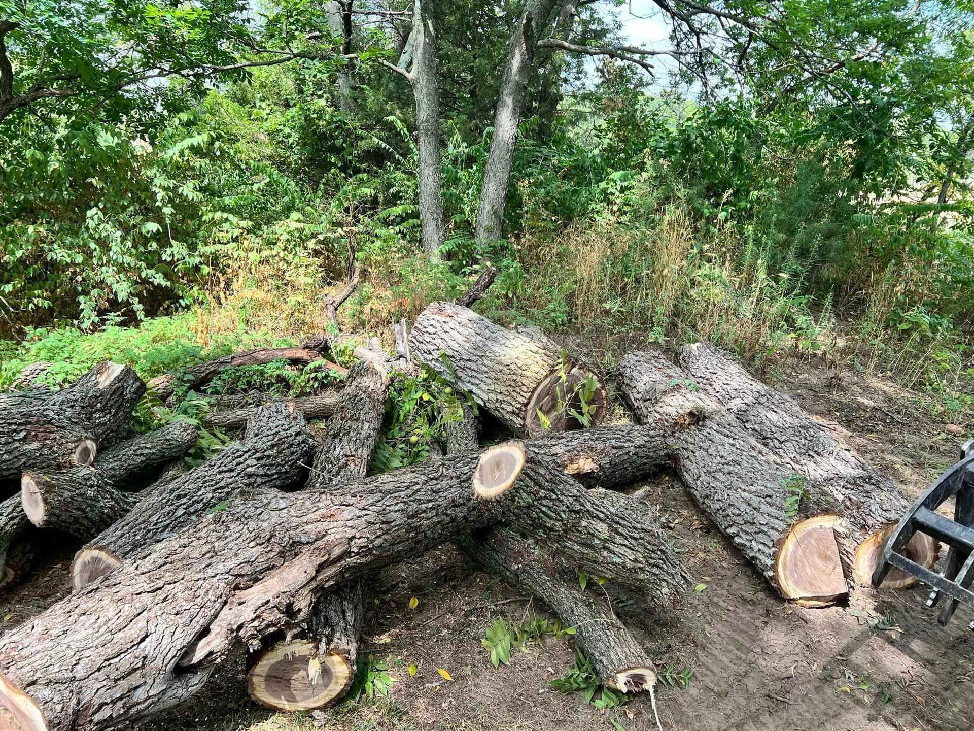 A pile of logs laying on the ground in a forest.
