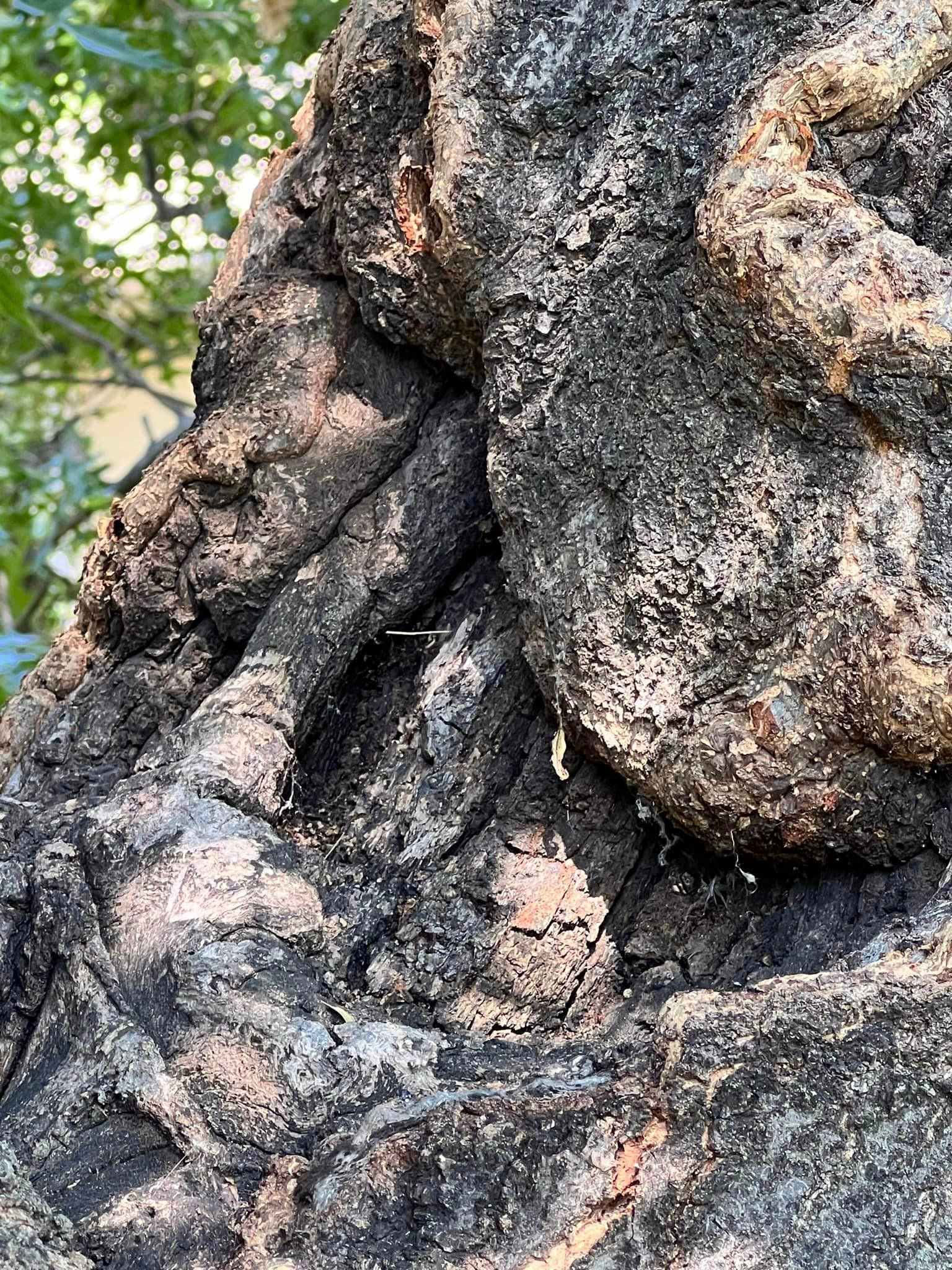 A close up of a tree trunk with roots growing out of it.