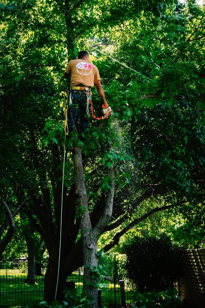 A man is standing on top of a tree with a chainsaw.