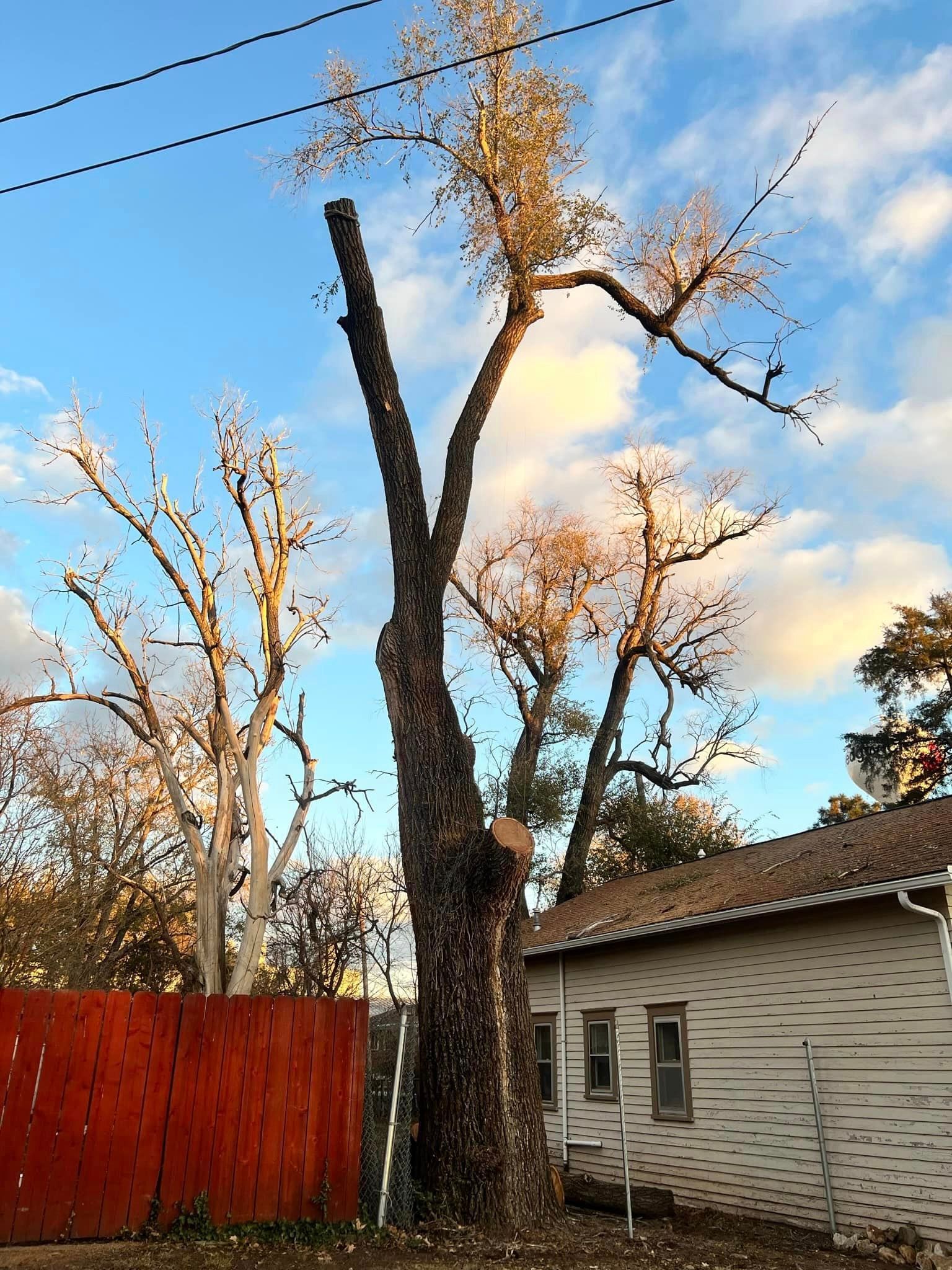 A tree is being cut down in front of a house.