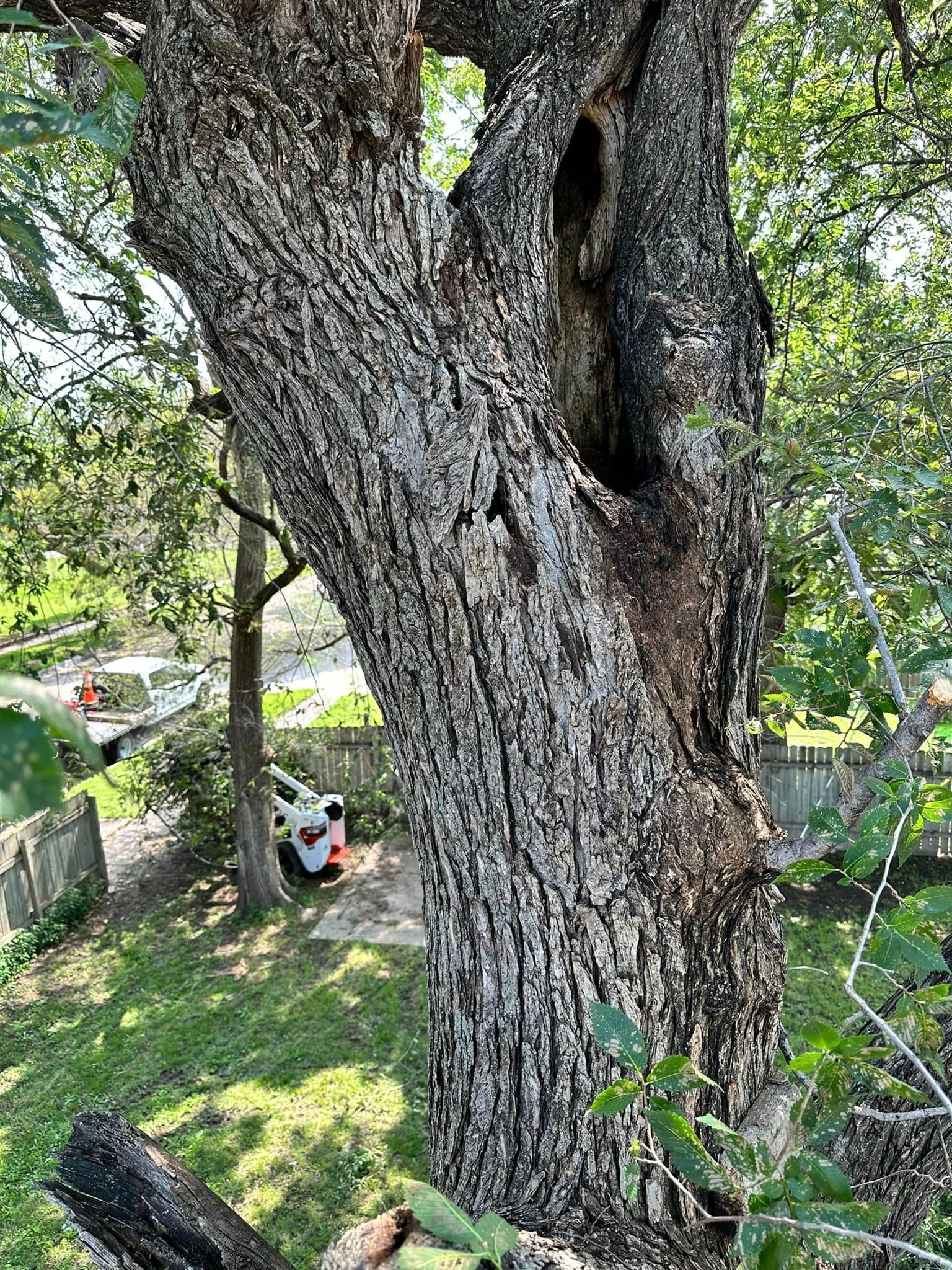 A close up of a tree trunk with a hole in it.