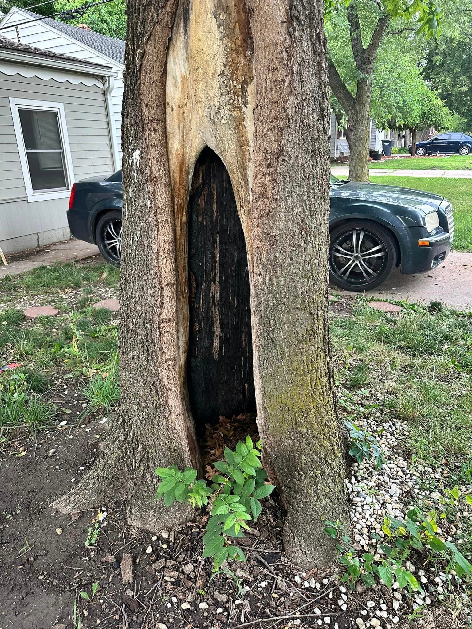 A car is parked in front of a tree with a hole in it.
