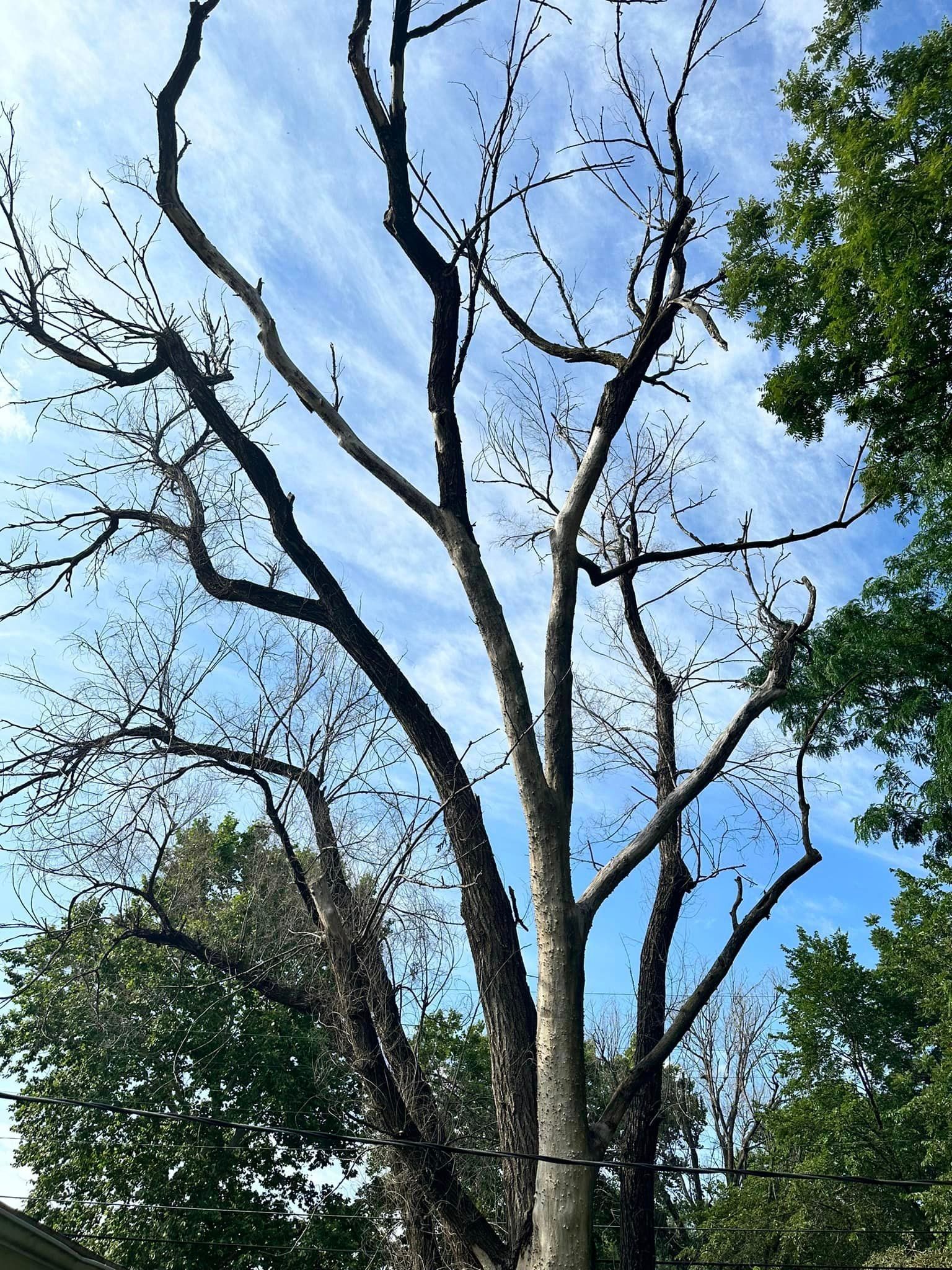 A tree with a lot of branches without leaves against a blue sky.
