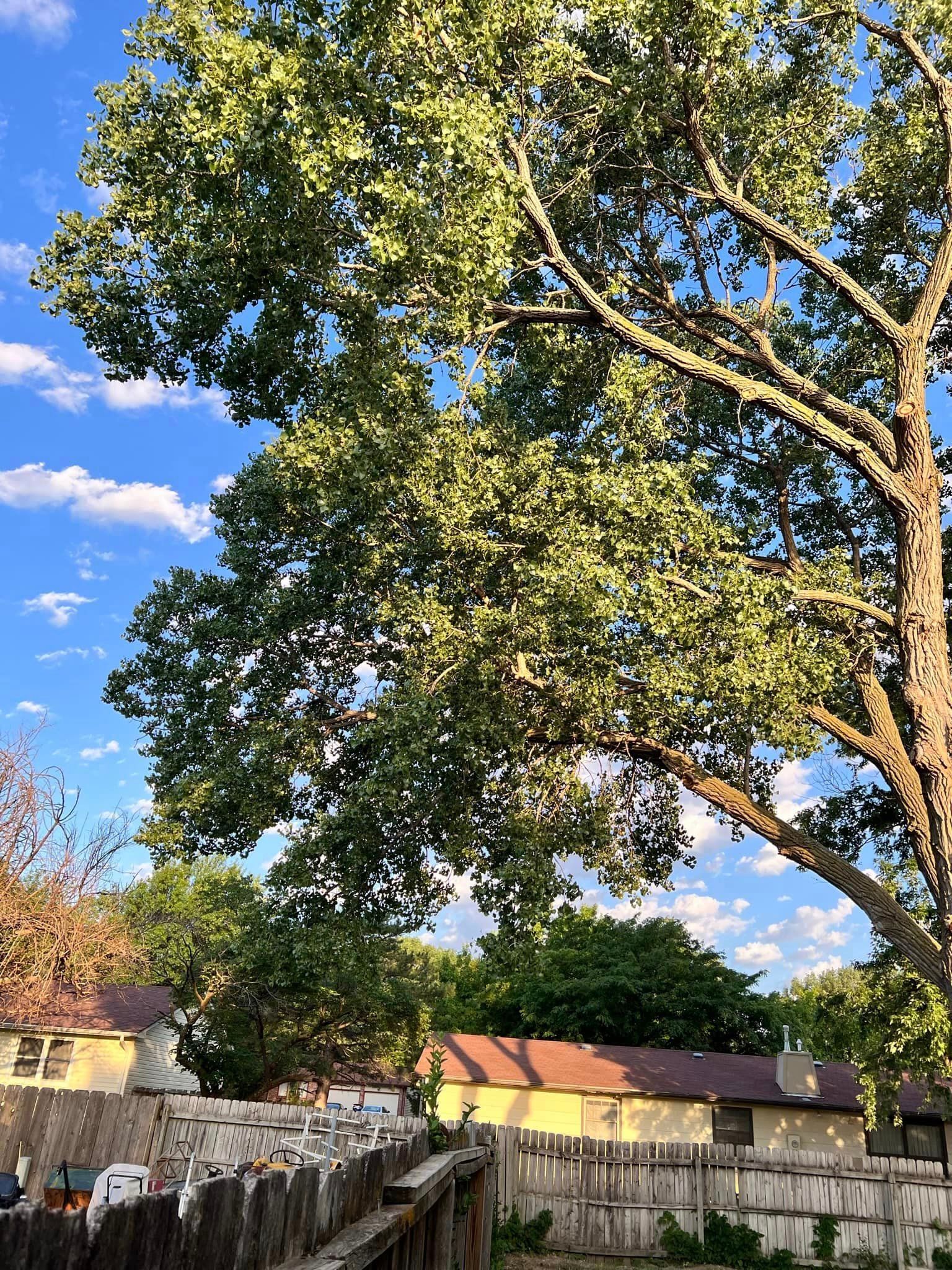 A large tree with lots of leaves is in the backyard of a house.