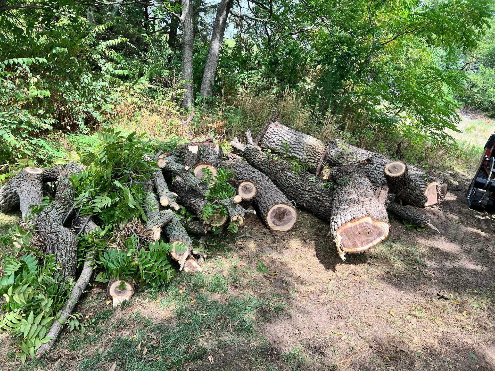 A pile of logs is sitting on the ground in the woods.