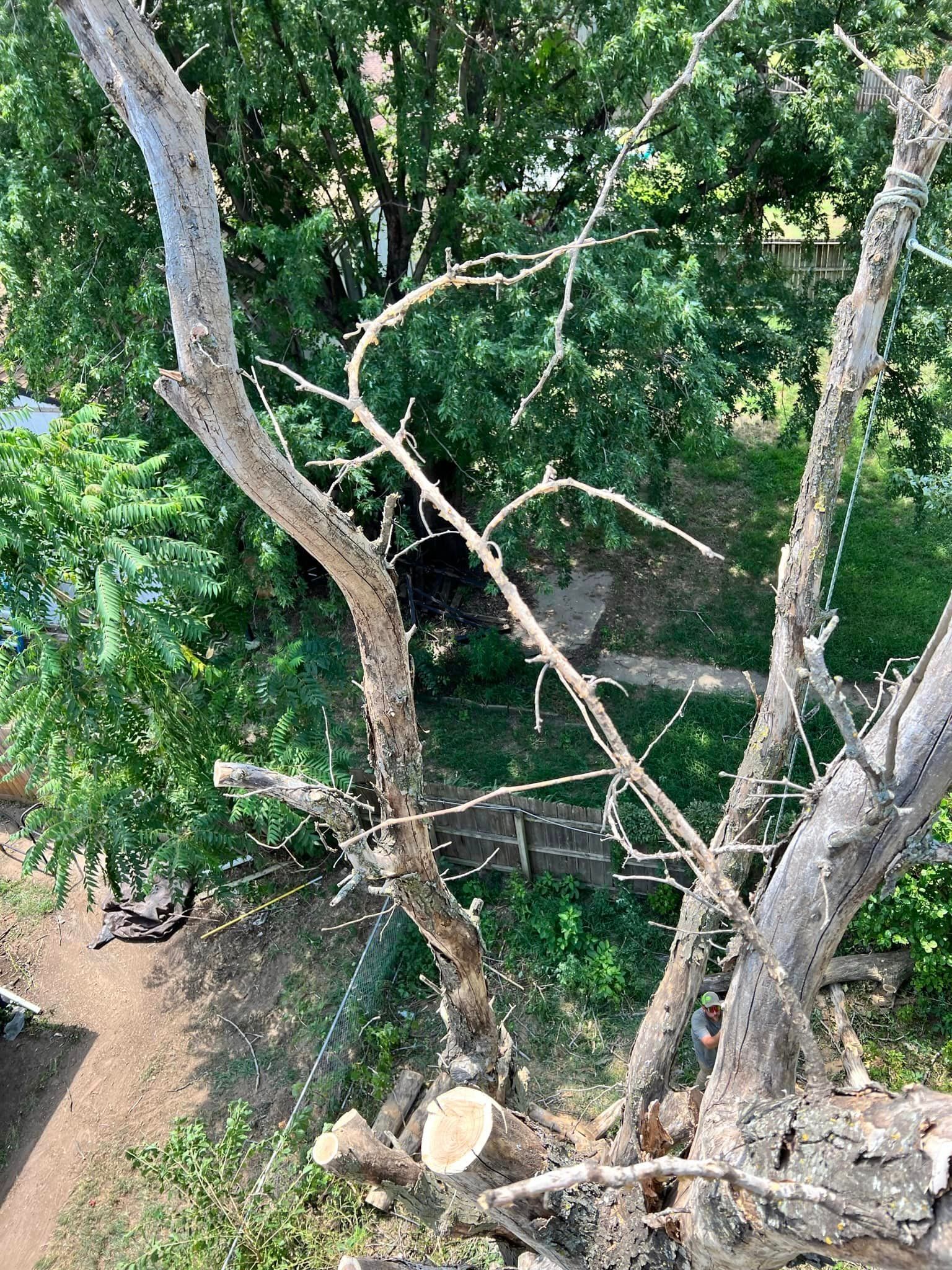 An aerial view of a tree with a lot of branches and leaves.
