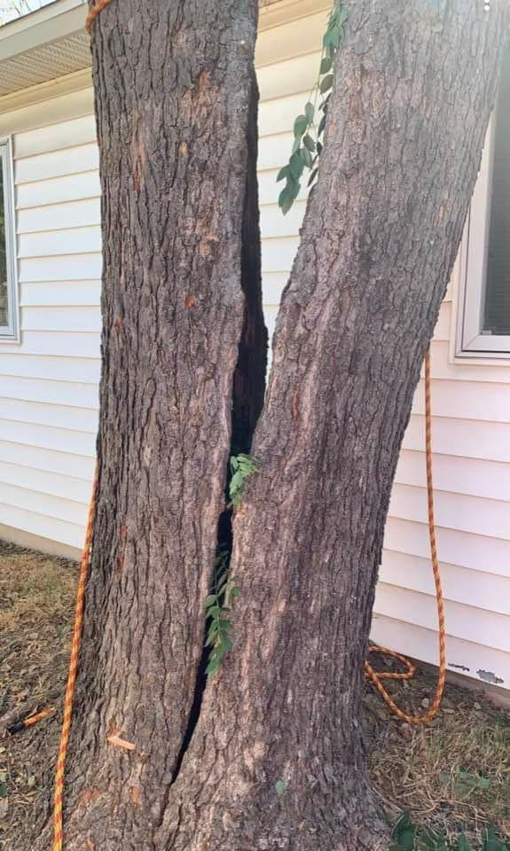 A tree with a hole in it is sitting in front of a house.