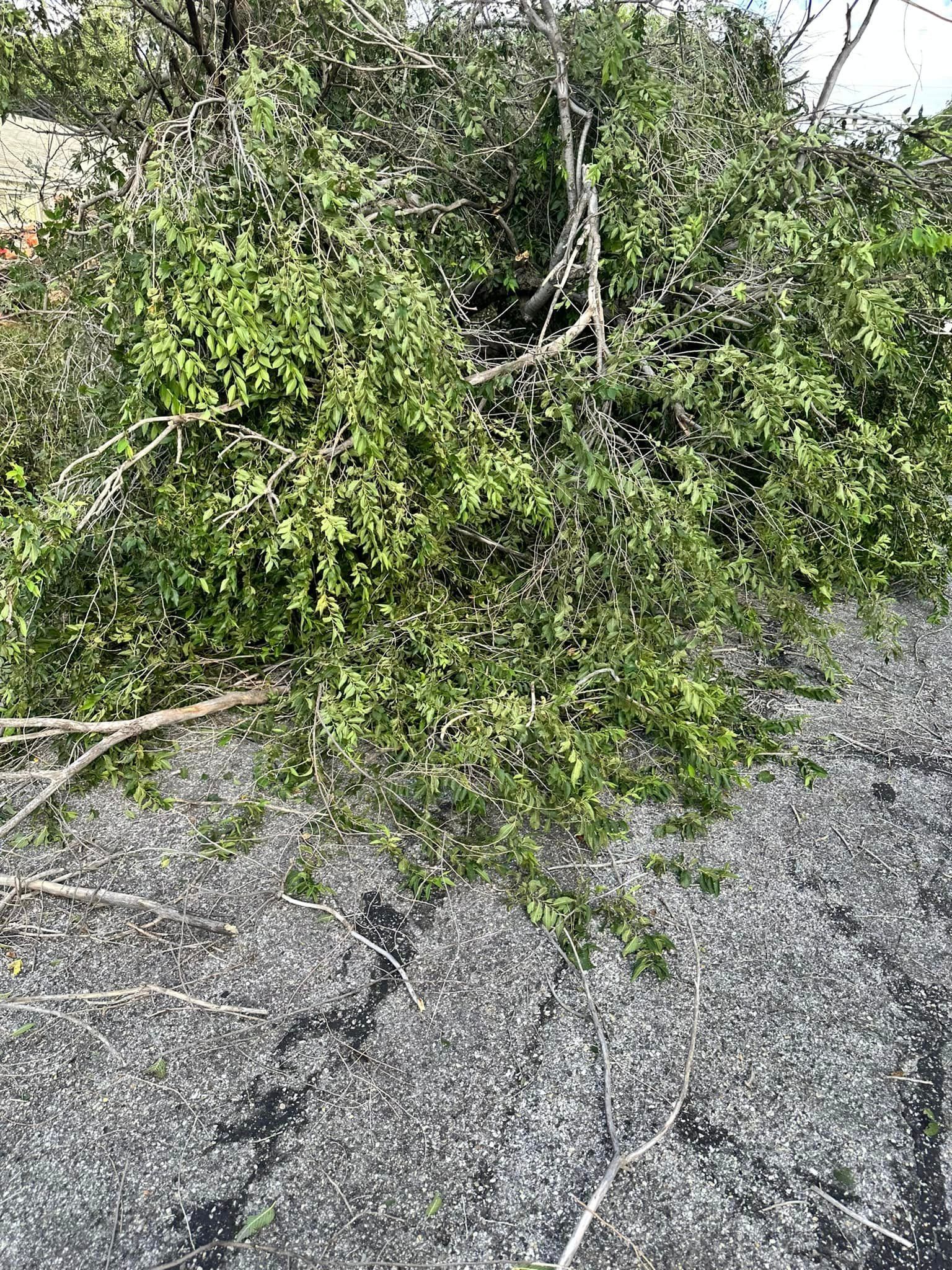 A pile of fallen trees on the side of a road.