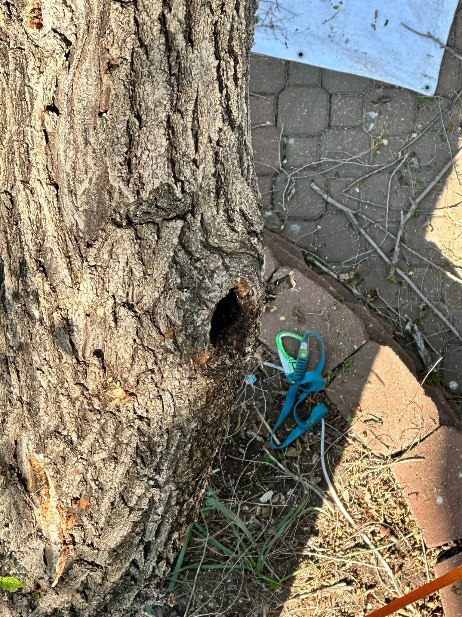 A tree trunk with a hole in it and a pair of scissors.