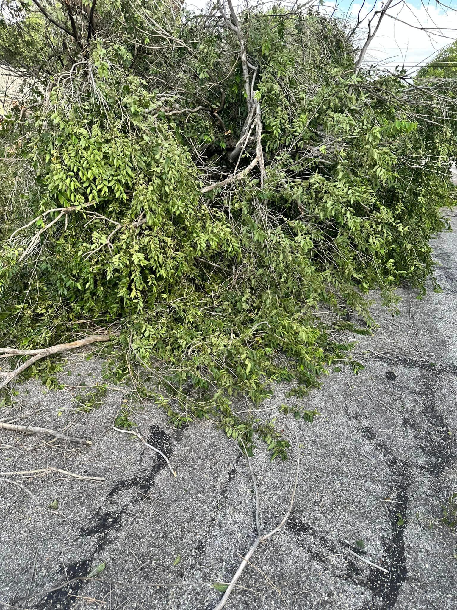 A tree branch is laying on the ground next to a road.