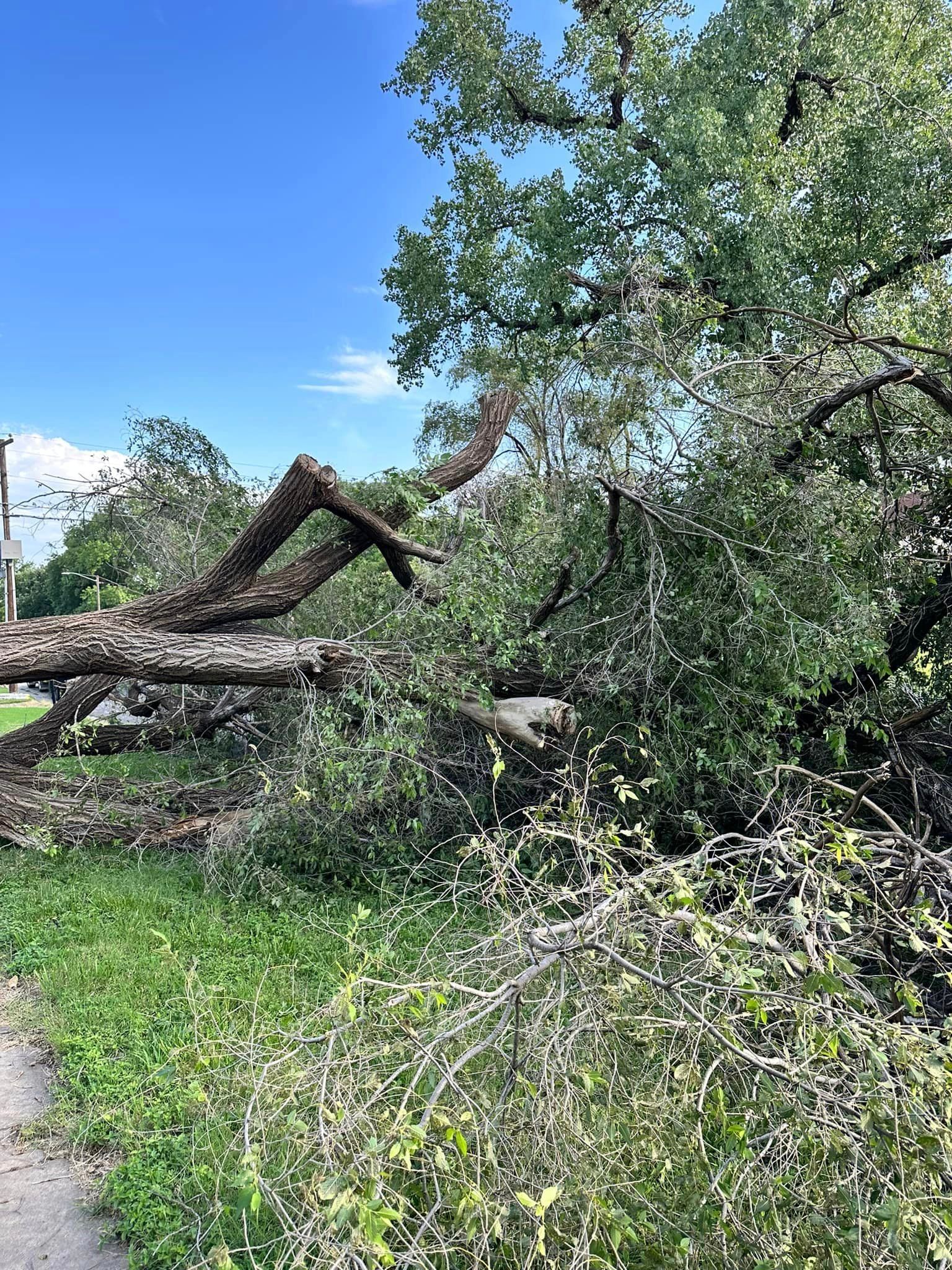 A tree that has fallen on the side of a road.
