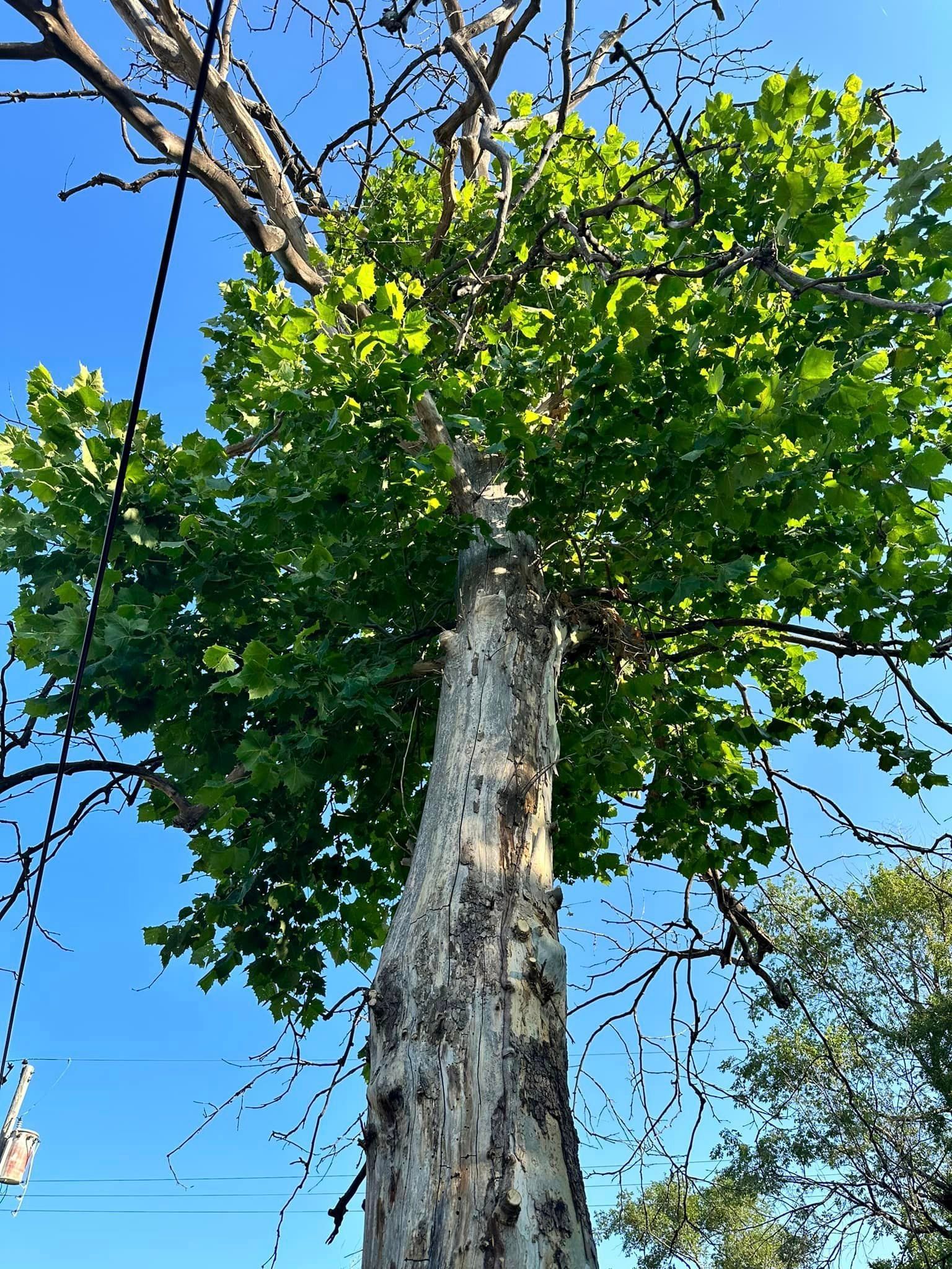 A tree with lots of green leaves against a blue sky